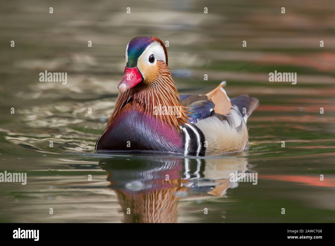 Mandarin Duck Schwimmt in einem Teich Stockfoto