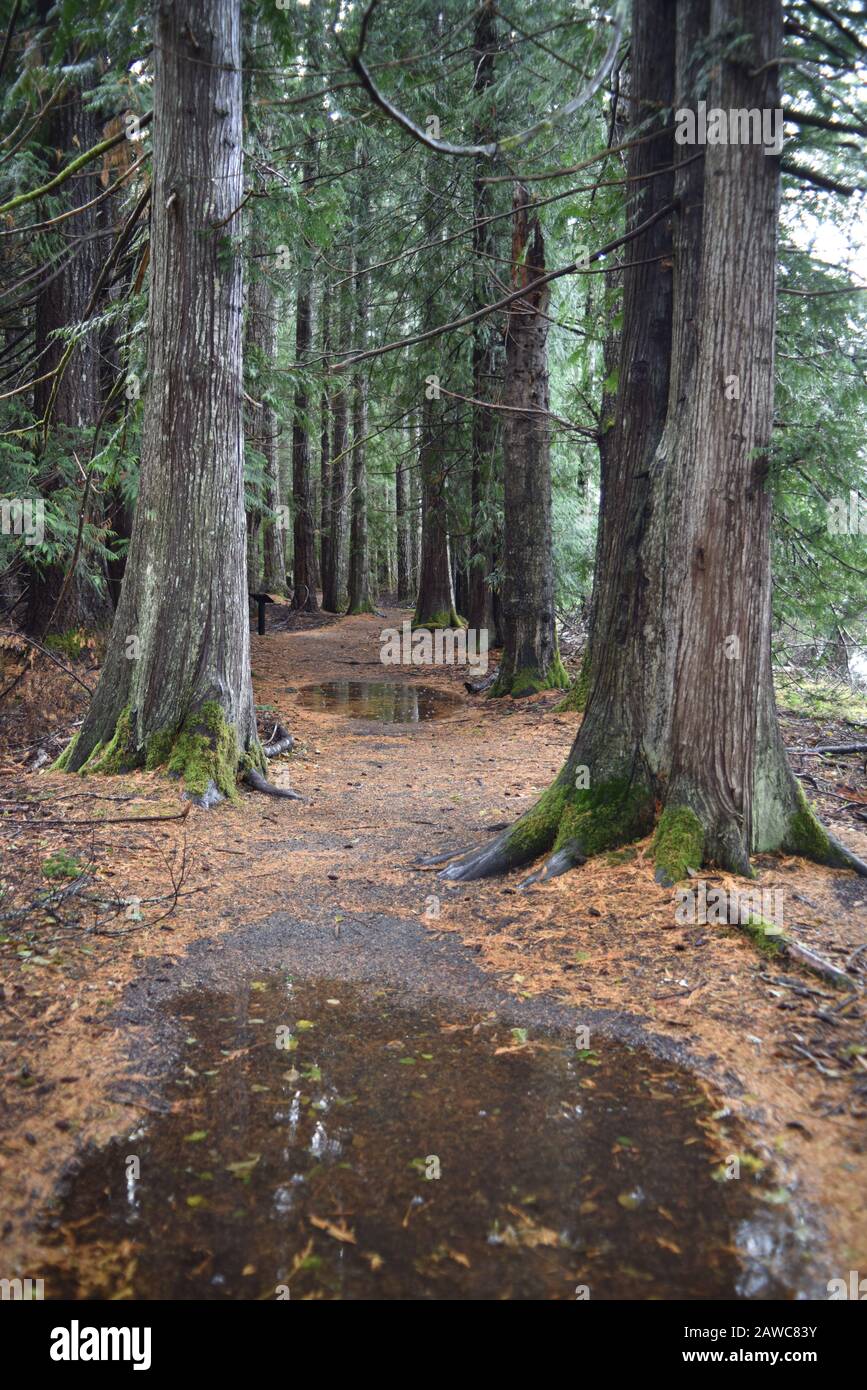 Washington, USA, 19. Oktober 2017. Olympic National Park Moments in Time Trail. Ruhiger Fußweg durch moosbedeckte Kiefern, Farne und Stümpfe. Stockfoto