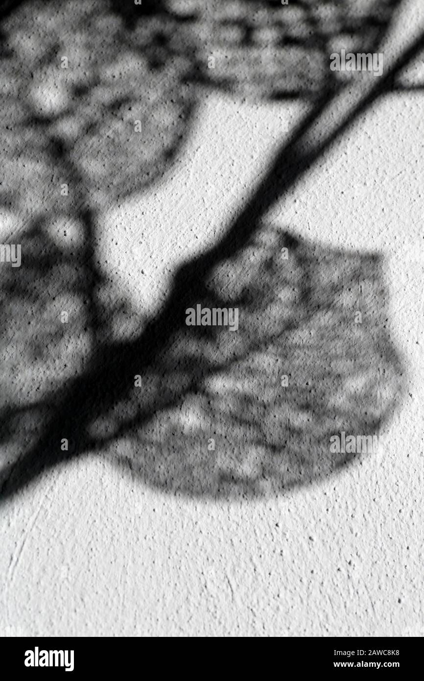 Moody Abstract Bild von Netlike Shadows for Book Covers oder anderer künstlerischer Gebrauch II Stockfoto