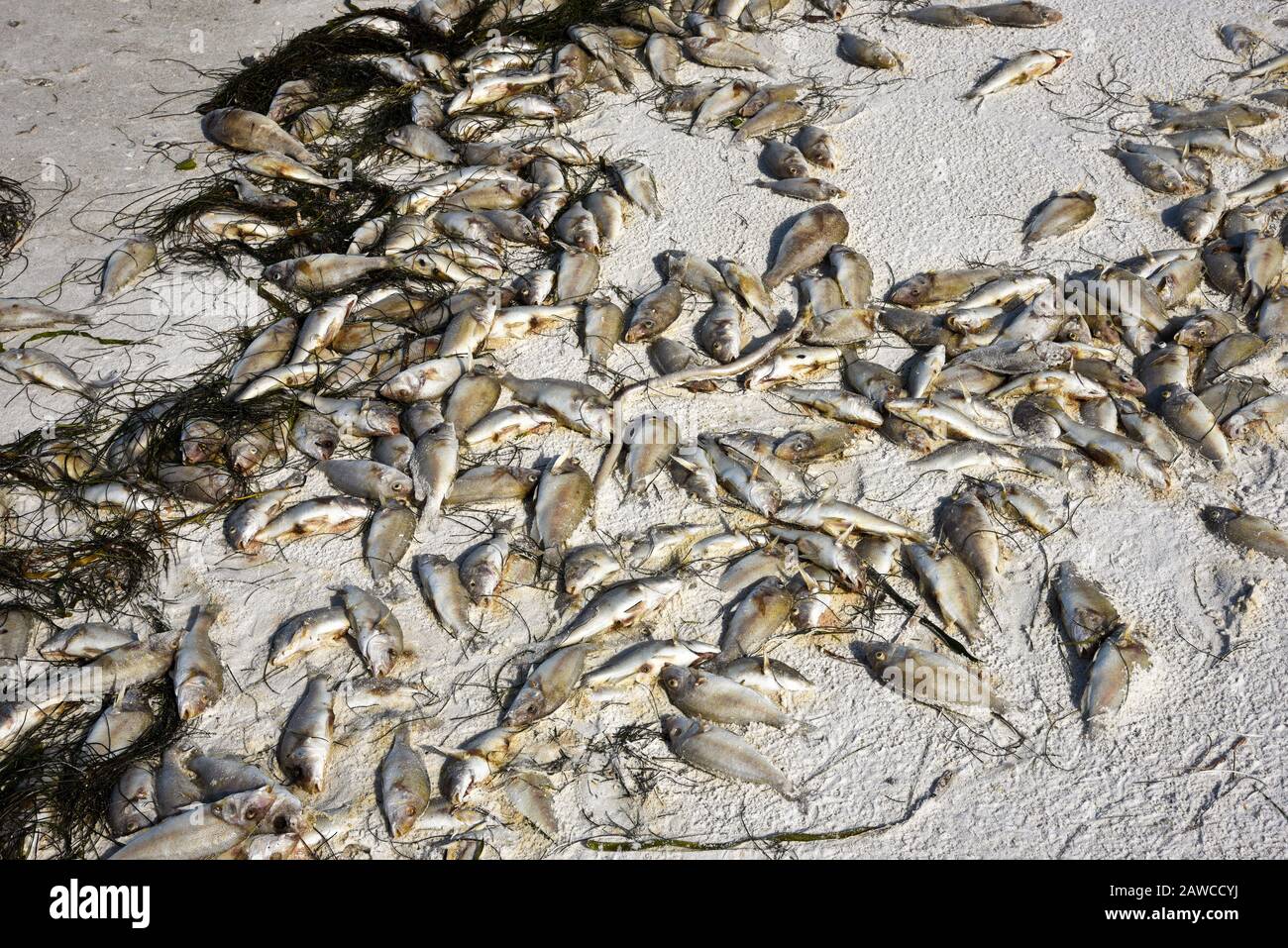 Roter Tide: Strand bedeckt mit tote Fische, die durch die Blüte giftiger Rotalgen getötet wurden. Stockfoto