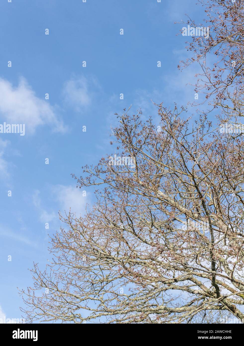 Äste mit kegelartigen Früchten der gemeinen Alder/Alnus glutinosa gegen einen blauen Frühlingskimmel. Einmal als Heilpflanze in pflanzlichen Heilmitteln verwendet. Stockfoto