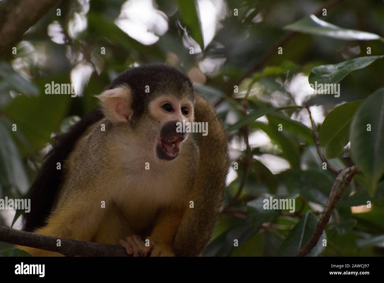 Ein Schwarzer Eichhörnchenaffe ruft mit offenem Mund Stockfoto