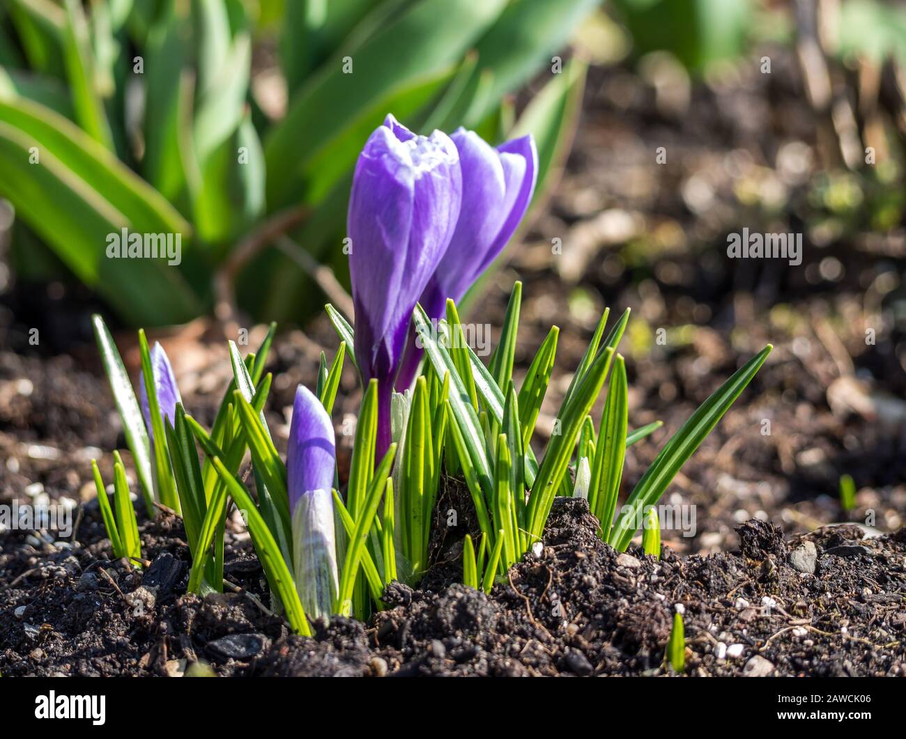 Blühender Krokus im Frühjahr Stockfoto