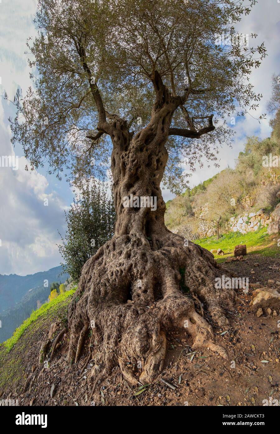 Alter Olivenbaum wchst in der Nhe von Pont du Gard, Sdfrankreich. Es ist  die hchste aller erhhten rmischen Aqudukte Stockfotografie - Alamy