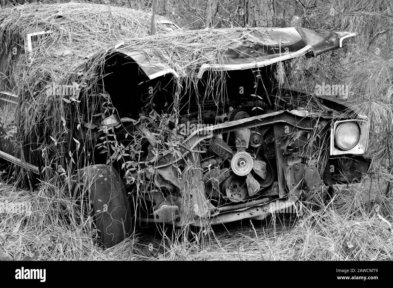 Ein alter verrosteter Schrottwagen, der im Wald aufgegeben wurde Stockfoto