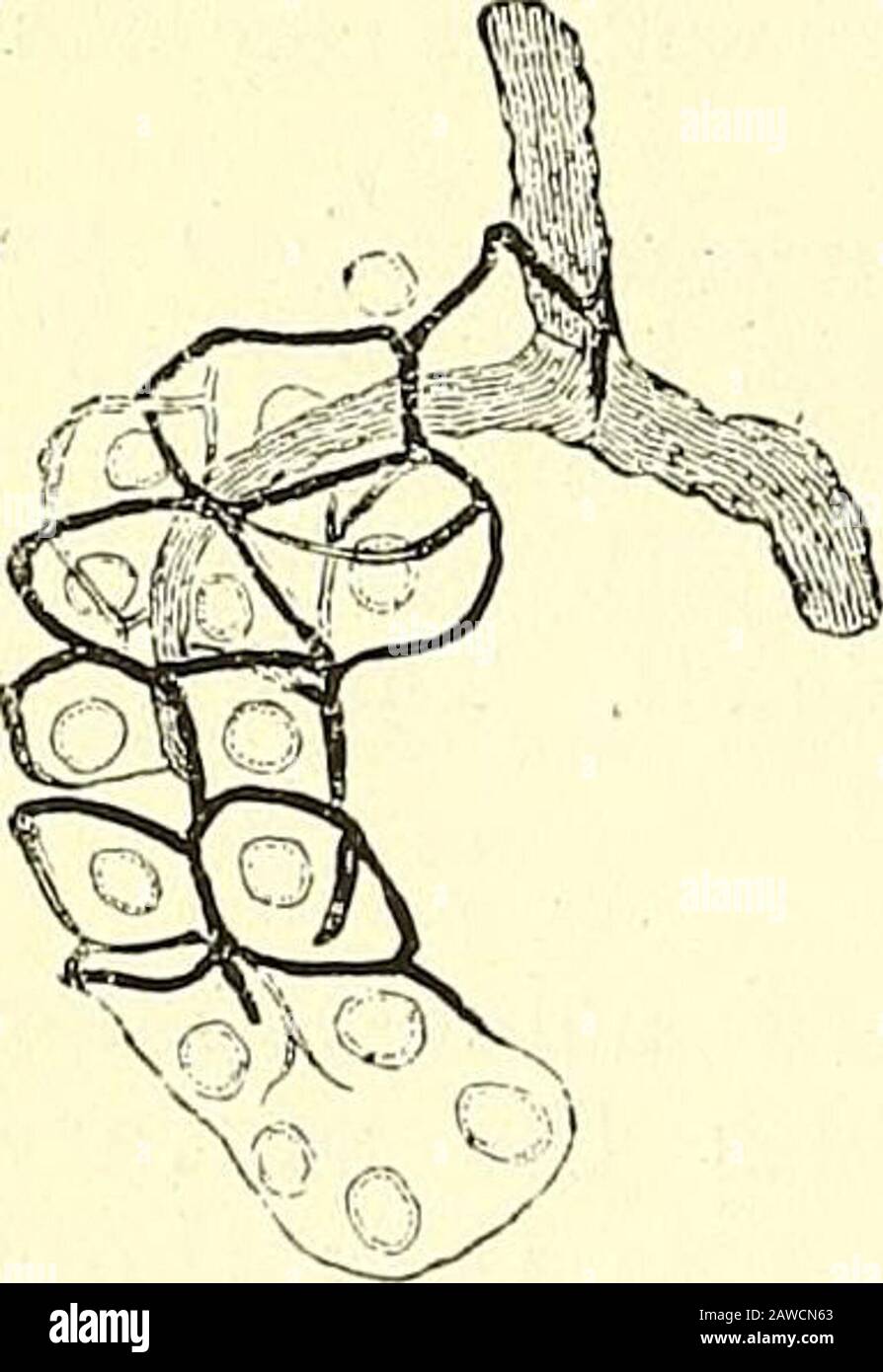 Quains Elemente der Anatomie. Obules, die die Blutgefäße zu allen Teilen transportieren. Sie sind jedoch nicht überall gleich zahlreich, denn someacini sind nicht von dem kapillaren Netwoi-k umgeben. Andererseits werden in bestimmten Teilen der interalveolären Gewebeklöße kleiner Zellen, die mit einem sehr engen Netz von großen verschachtelten Kapillaren abgerundet werden, entsprochen. Die fraglichen Zellen sehen aus wie kleine Epithelzellen, aber ihre Bedeutung ist völlig unbekannt.Die IjTnphatiken der Bauchspeicheldrüse haben die gleiche Anordnung wie in den Speicheldrüsen.Der Modus oder die Beendigung der Nerven, Mhich sind Almos Stockfoto