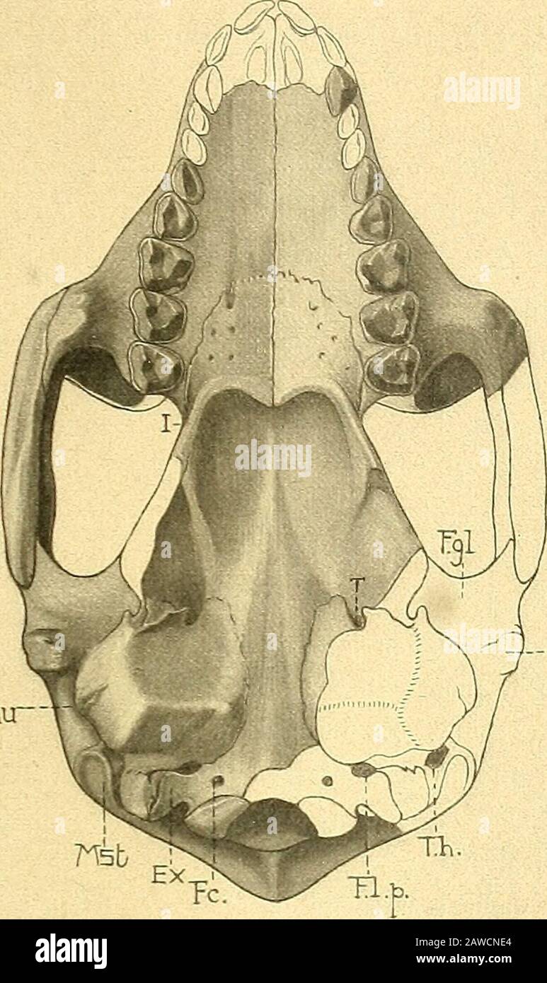 Die Säugetiere der schweizerischen Eocaens Critischer Katalog der