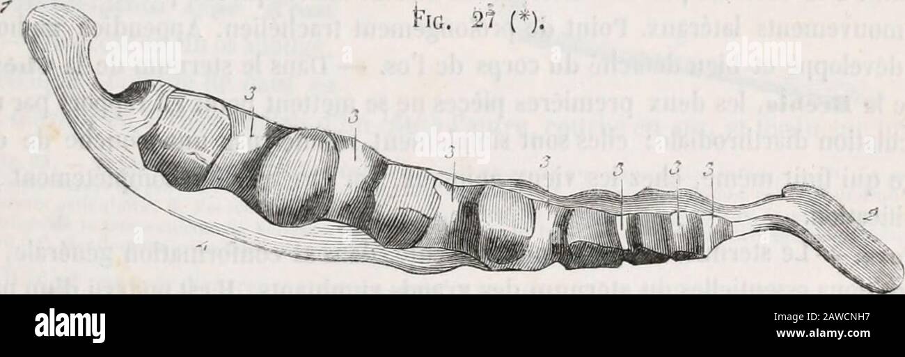 Traité d'Anatomie comparée des animaux domestiques . Appareil de la Respiration clappareil de linnervât ion.) Art. III - Du Thorax. Le thorax représente une cage conoïde, allongée davant en arrière, suspendous les vertèbres de la Région dorsale, et destinée à contenir les principaux organesde la Respiration et de la Circulation. Il se compose des arcs osseux nommés cô(es,au nombre de trente-Six, dix-huit de chaque côté, et dune pièce impaire, lestamum , qui sert de point dappui direct ou indirect à lextrémité inférieure descôtes. § I. - Ses os du thorax en particulier. I"-Sternum (fiq. 2 Stockfoto