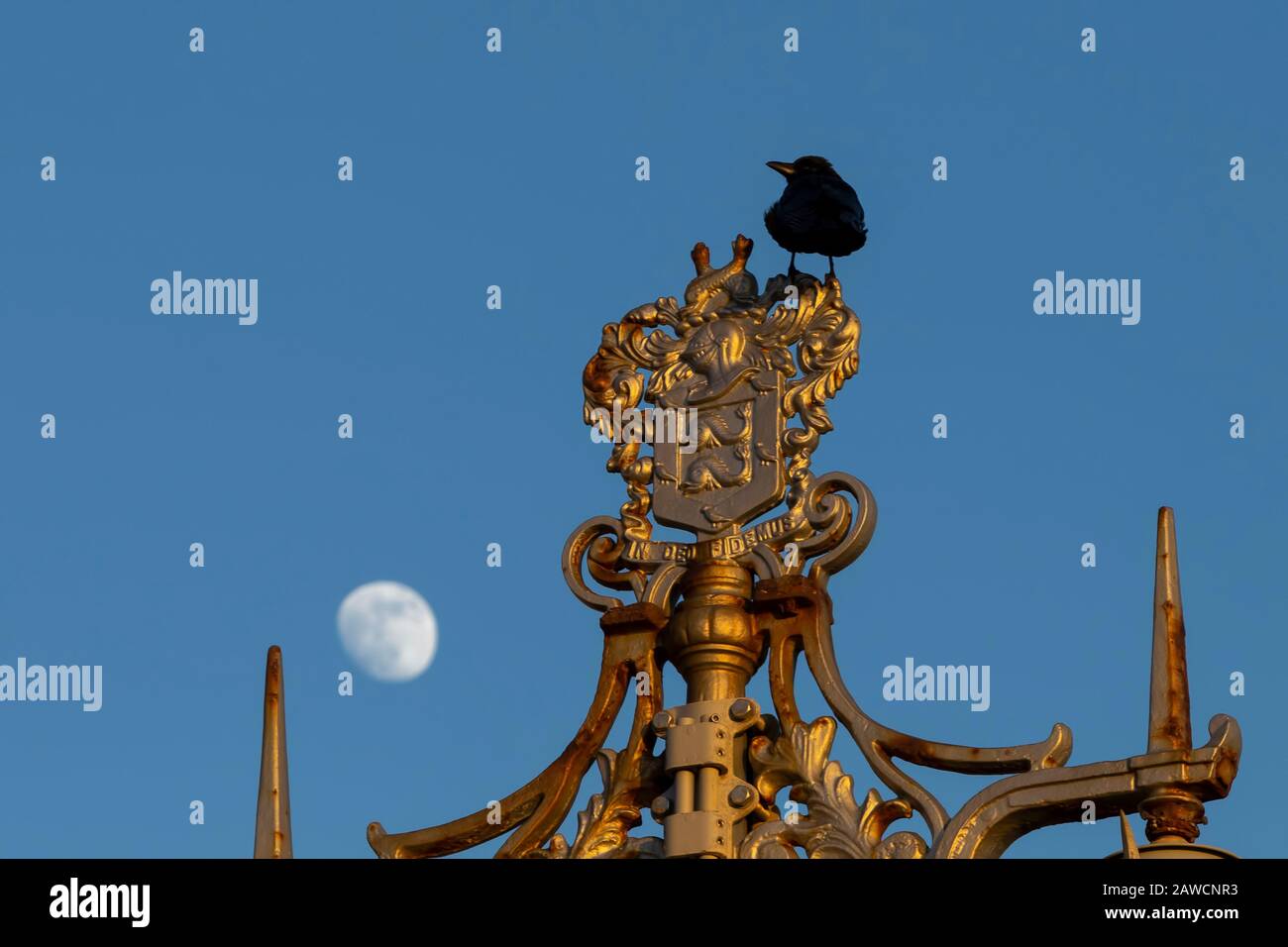 Schwarzer Vogel auf verzierten Lampenpfosten in Brighton mit dem Mond als Kulisse Stockfoto