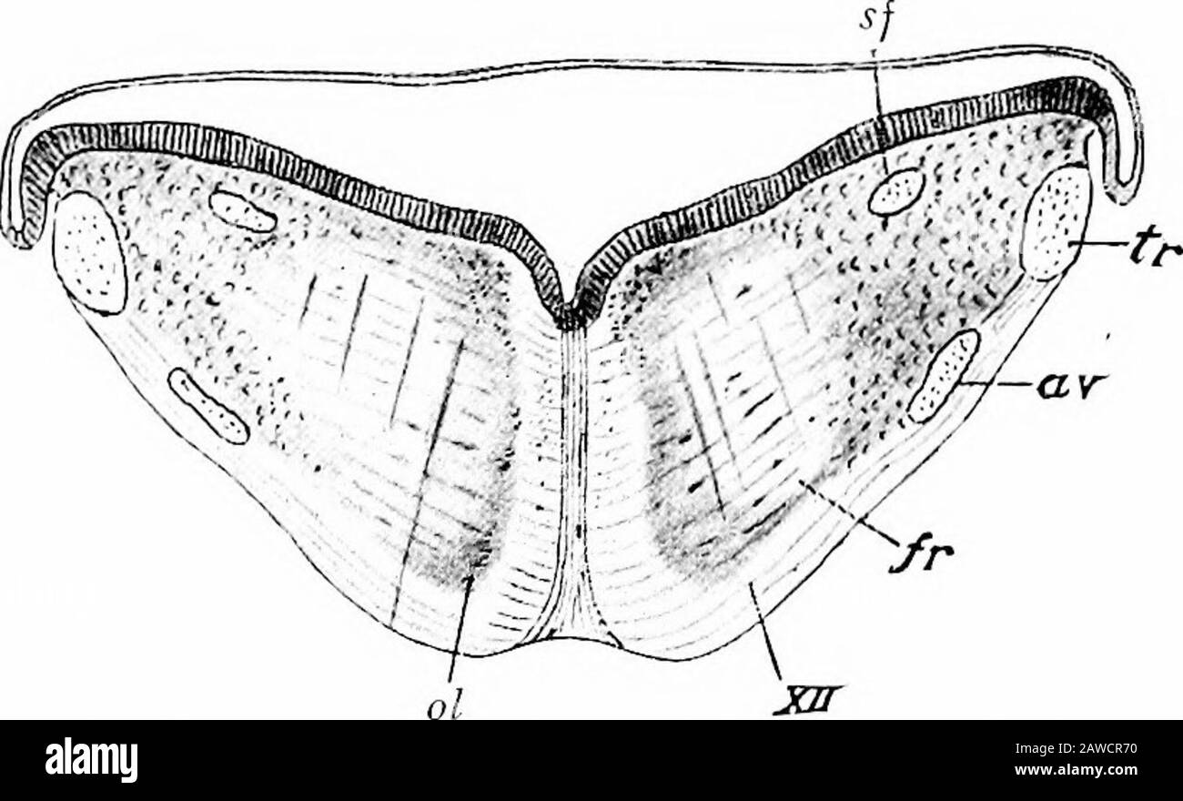 Die Entwicklung des menschlichen Körpers; ein Handbuch der menschlichen Embryologie . Aufstieg zum solitären Fasciculus der erwachsenen Anatomie, undin Embryonen von 11 bis 13 mm. Es wird von der Fusion der reflektierten Lippe der dorsalen Zone mit dem Sidesof des Myelenzephalons, dieser Fusion, bedeckt, Gleichzeitig die Ränder der Dachplatte ventral zeichnen, um eine asekondäre Lippe zu bilden (Abb. 219). Bald darauf beginnt eine bemerkenswerte MI-Gration ventraler Neuroblasten der dorsalen Zone.Anwachsen schnell in der Zahl geben die migrierenden Zellen DAS MYELENCEPHALON weiter. 409 beide Seiten des einsamen Fasciculus in Richtung des Schreckens Stockfoto