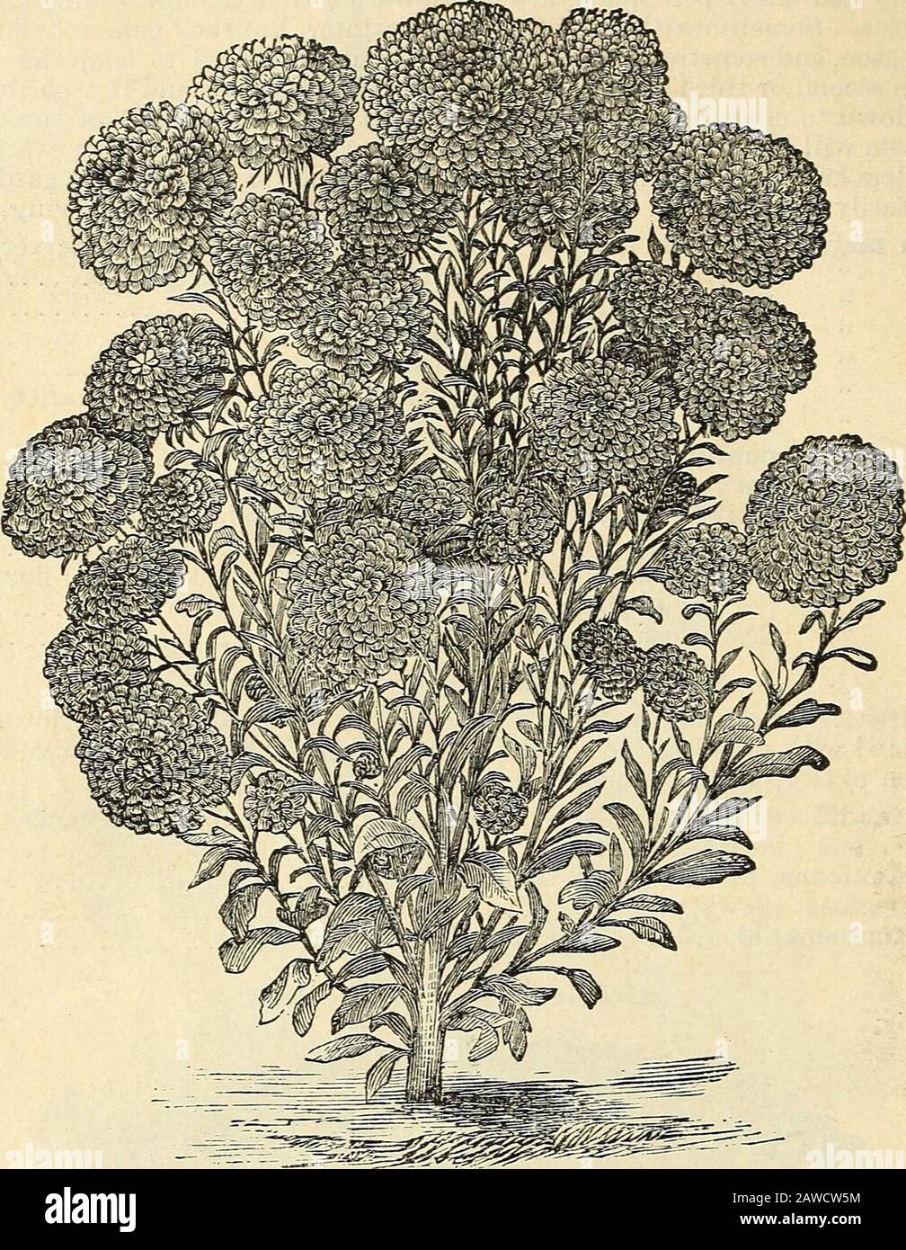 Vick's illustrierter Katalog und Blumenführer für das Jahr 1868. EIN GUTER DOPPELASTER. "Ij?r i ^S n Gen ^ mudl lmProved witbin in den letzten zwanzig Jahren als diese großartige Gattung und keine hat so schnell zu beliebten Gunsten vorgerückt. Sie sind jetzt doppelt so groß wie das Chrysanthemum oder die Dahlia, und fast so groß und aufreizend wie ThePeony und bilden die Hauptadel unserer Gärten, die in den Herbstmonaten 18 VICKS ILLUSTRATED SEED CATALOGUE ASTER erhalten haben - So Weiter. ROSENGASTER, % NATÜRLICHE GRÖSSE. Geben Sie dem Aster einen tiefen, ricli Boden, und das Mulchen mit grobem Dung ist sehr vorteilhaft.Pflanzen können im Heißbett angebaut werden, Stockfoto
