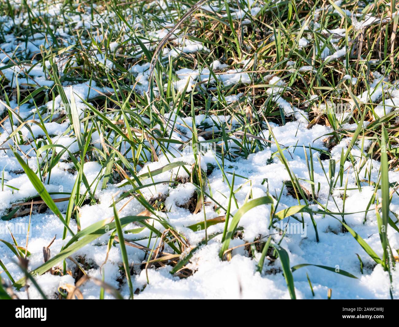 Grüne Sprossen im Frühjahr unter dem Schnee. Hintergrundbild. Platz für Text. Erdtag. Stockfoto