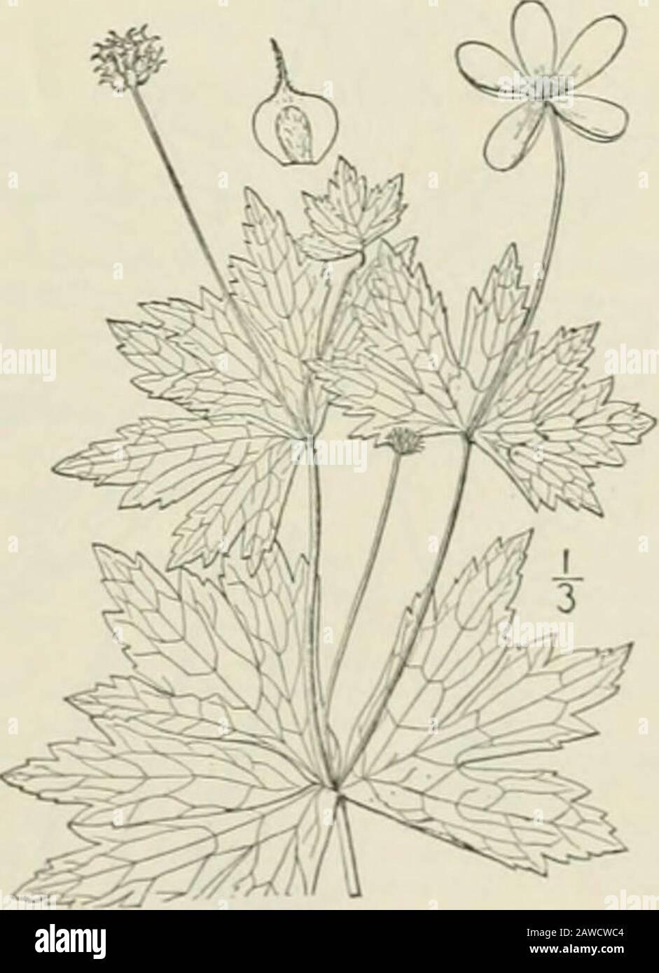 Eine illustrierte Flora der nördlichen Vereinigten Staaten, Kanadas und der britischen Besitzungen: Von Neufundland bis zur Parallele der südlichen Grenze von Virginia und vom Atlantik westwärts bis zum 102. Meridian; 2. Hrsg. in Größe und Farbe der Blume, Form offruit und in den Stilen. Tumble-Weed. Timmelkraut. Aug. 6. Anemone canadensis L. Canada oder Round-Icavid .emone. Abb. 18S5. Anemone canadensis L. Syst. Ij, 3: .PP 231. 17666. Anemon pcnnsylvanica L. Mant. 2: 247. 171. Eher sticht, i-z hoch, soinewas haarig, espe-cially auf den unteren Flächen der Blätter, branc Stockfoto