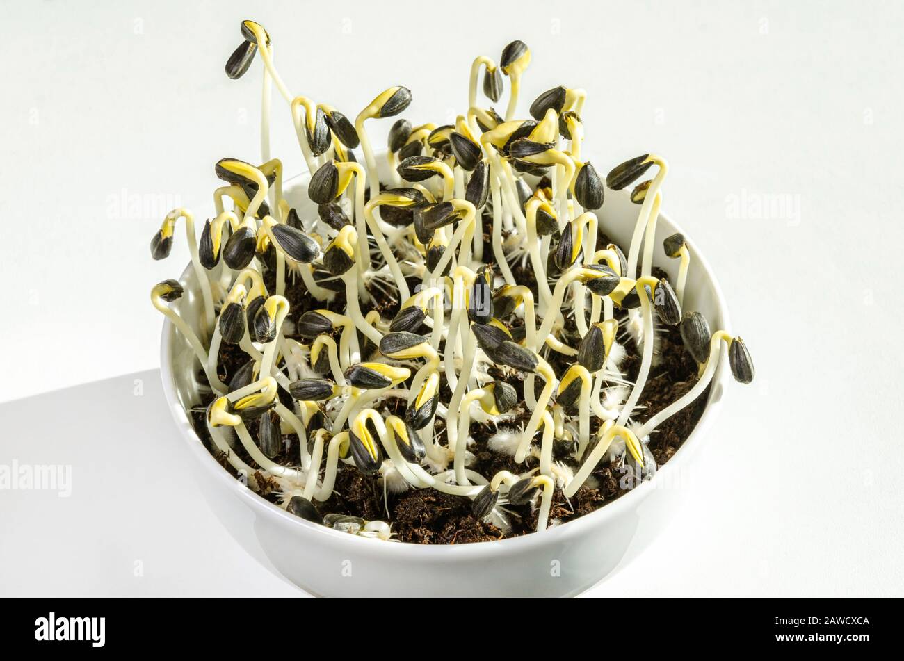 Sonnenblumen sprießen in einer weißen Schüssel und wachsen im Töpfelkompost. Sprosse und Mikrogrün von Helianthus annuus, der gemeinsamen Sonnenblume. Stockfoto