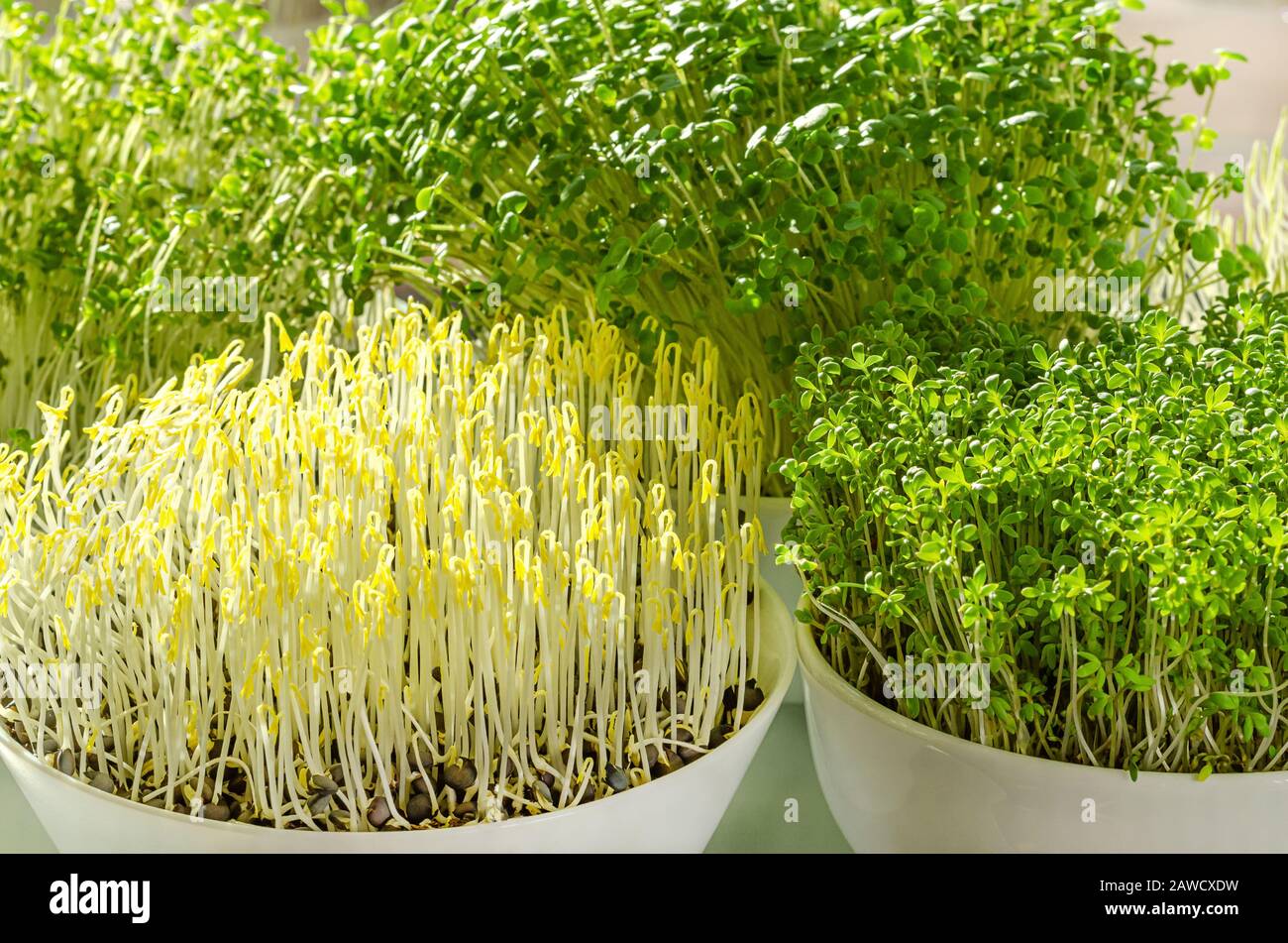 Vier verschiedene Mikrogreens im Sonnenlicht. Sprossen von grünen Linsen, Gartenkresse, Arugula und Brokkoli. Vorderansicht von grünen Sämlingen, jungen Pflanzen. Stockfoto