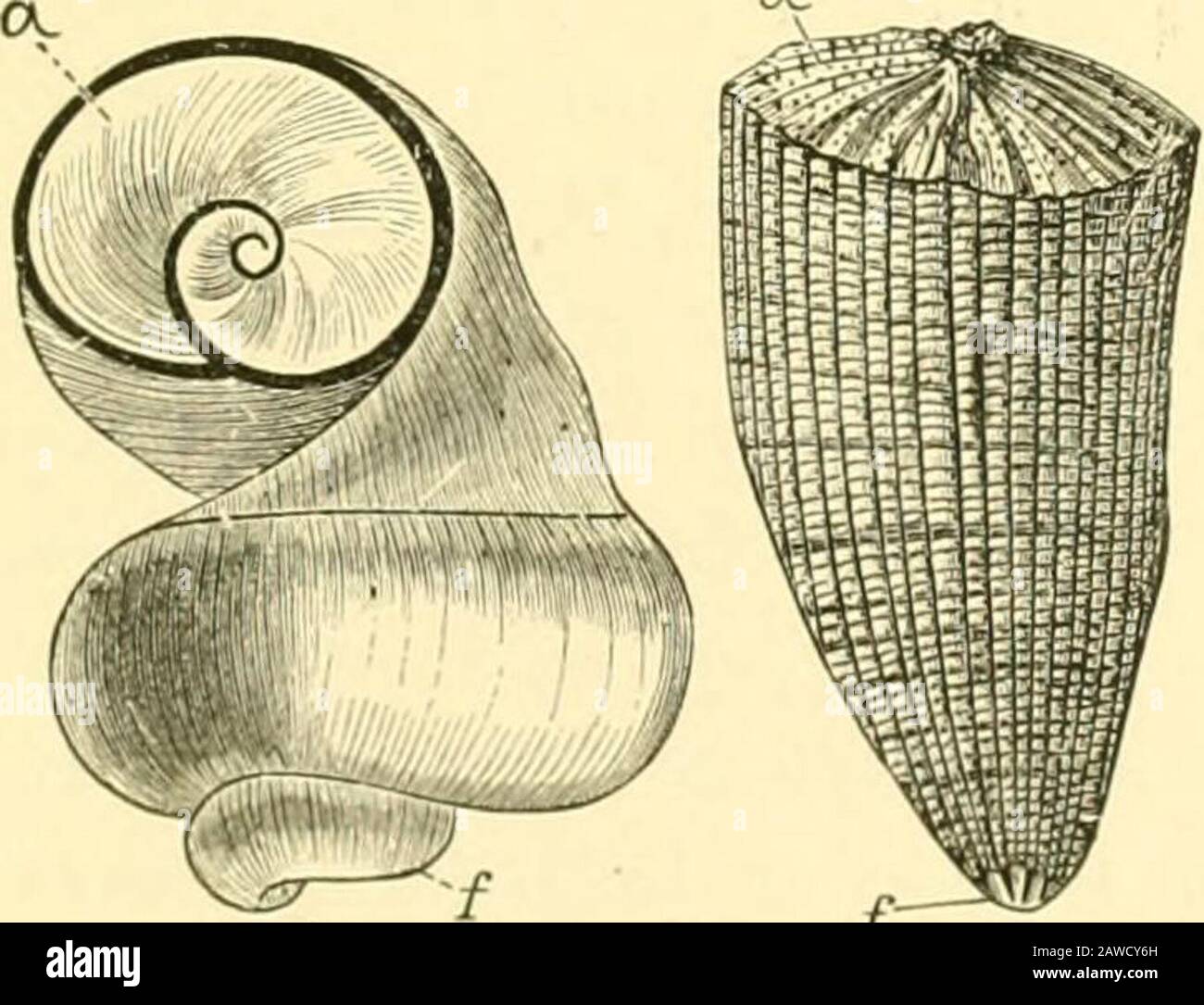 The Cambridge Natural History. Eckig, anteriorer Rand kurz oder trun-cated, mit einem tiefen Lunule. Einzelne Gattung, Lunulicardium (Paläozoikum). Fam. 3. Tridacnida.-Mantelorikel weit getrennt, Fuß kurz, bys-siferös, kein anteriorer Adduktor; Regallequievent, groß, dick, normalerweise Gapingin vorne, ein Kardinalzahn und ein Orederventil, kein Pallialsinus. Miocen-Hippopus. Die Muskelkraft der großen Tridoxna ist immens. Einmal zwischen ihren klaffenden Ventilen gefangen, bemannt A Hand oder Fuß kann kaum abgezogen werden. Zwei Ventile mit 2 Gignen im BritishMuseum wiegen jeweils 154 bzw. 156 lbs. FA:r. Stockfoto