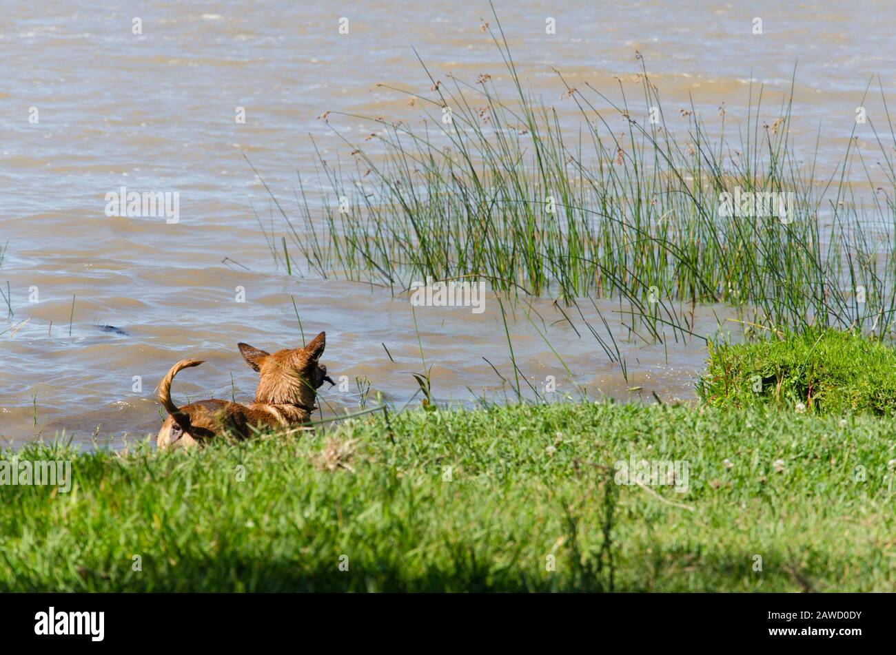 Hund von hinten gesehen, in das Wasser eindringen, am Ufer des Rio de la Plata, Silver River, an einem Sommernachmittag abkühlen Stockfoto Hund von hinten gesehen, in das Wasser eindringen, am Ufer des Rio de la Plata, Silver River, an einem Sommernachmittag abkühlen Stockfoto