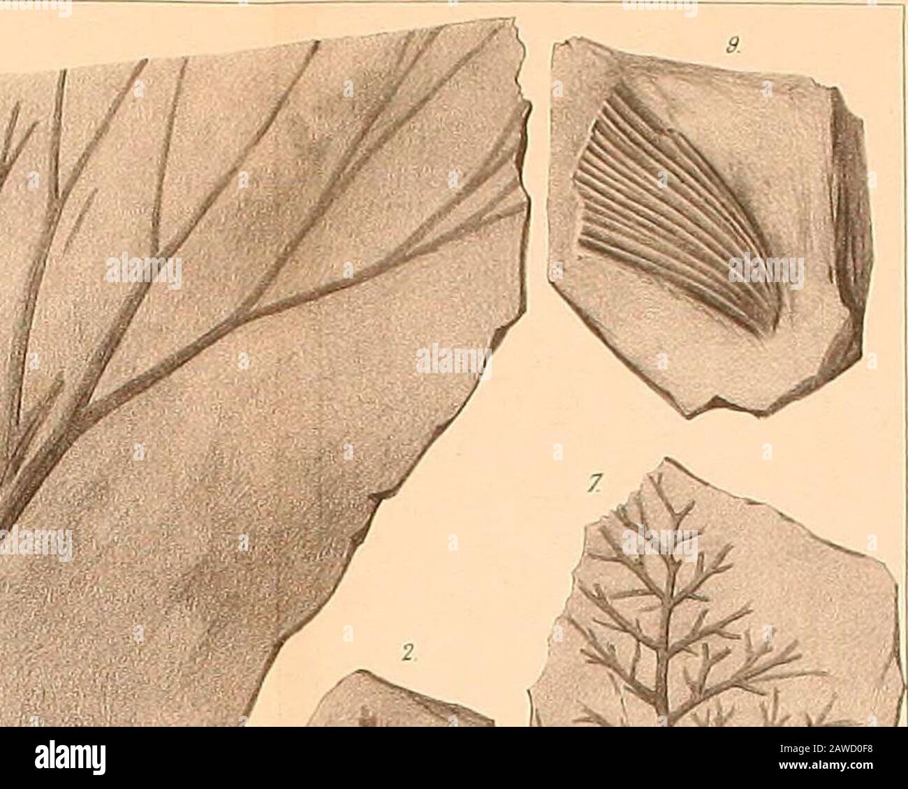 Neues Jahrbuch für Mineralogie, Geologie und Paläontologie . TafV. KJaJirb.f Min, 1869. TafiU Stockfoto