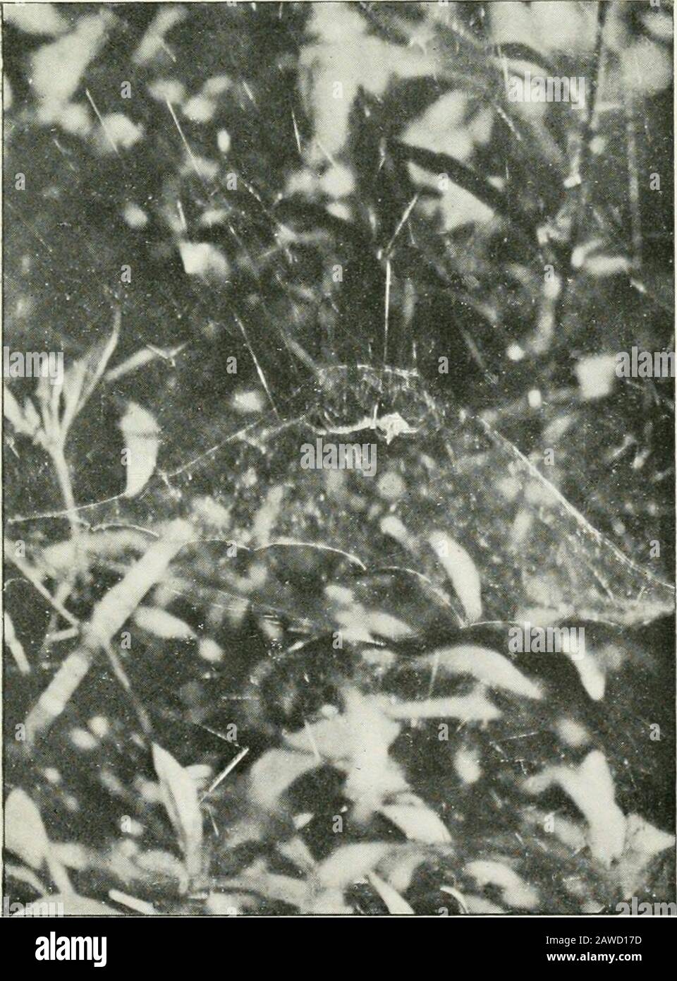 Die Zeitschrift für Naturgeschichte und Geschichte: Zoologie, Botanik und Geologie. Argiope anasuja, nur halb Stabilisimen.Abb. TI. Cyrtophora cicatrosa im gekuppelten Netz. SHERRIFFS. Ann. & Mag, Nat. UU. S. &lt;). Vol. IV. PI I Abb. Stockfoto