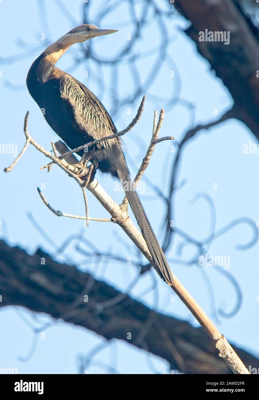 Der Afrikanische Darter (Anhinga rufa) thront in einem Baum, Gambia. Stockfoto