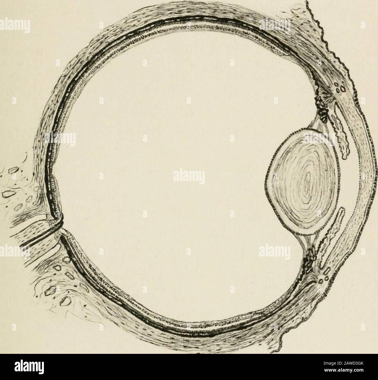 Augenverletzungen und ihre Behandlung. Ubarachnoidalscheiden und enthalten die Arterie und die Vene der Netzhaut. Auf der Ebene der Thesklerotik verengt es sich, und seine einzelnen Fasern passieren die tecribriforme Platte, die frei von ihren medullären Hüllen ist, so dass nur noch nakasikalische Zylinder als optische Papille in den Augapfel gelangen. Von diesem ausgehend, erweitern Sie diese in alle Richtungen, um die Netzhaut oder die empfindliche Tunika zu bilden. Zur Außenstelle der Optikpapille und direkt in der Linie der Sichtachse befindet sich die den gelben Fleck markende Schallowniederung. Die Abbildung zeigt auch die Lage von Stäben und Konen und mehr Stockfoto