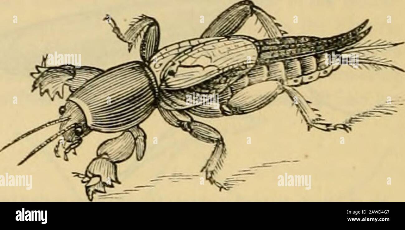 Das Tierreich: Nach seiner Organisation geordnet, eine Naturgeschichte der Tiere bildend, und eine Einführung in die vergleichende Anatomie . die vorderen Tibiae; die posteriortarsi werden durch enge, gebogene, bewegliche Anhängsel ersetzt; die AntenuEE sind sehr kurz und 10-gliederig. Minuteexotische Insekten. [Die Gattung Ripipteryx, Newman, ist eng mit dieser Gattung verbündet.] Gryllus proper [Gryllus acheta von Linneeus, Acheta englischer Autoren], haben nicht die Füße, die zum Grillen angebracht sind, und die Weibchen haben den Ovipositor lang und exsertiert - die Antenne ist stark verlängert, an der Spitze zugespitzt; Theocelli sind groß Stockfoto