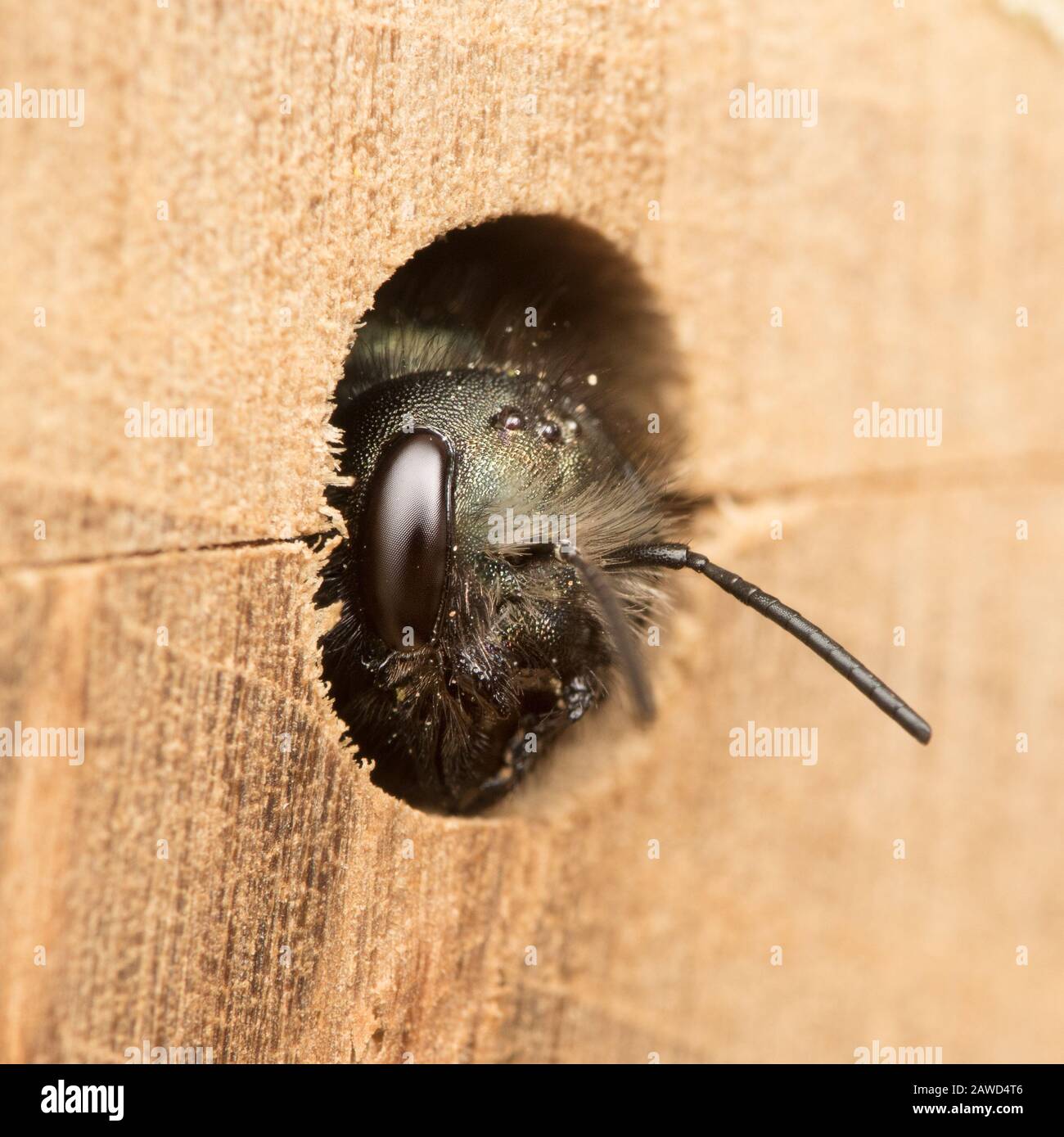 Mason Bee Peeks aus dem Nest Loch Stockfoto