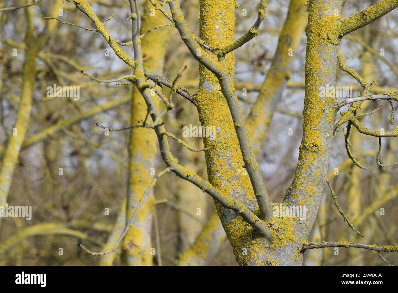 Eine ganze Reihe Von Bäumen mit Lichten Stockfoto