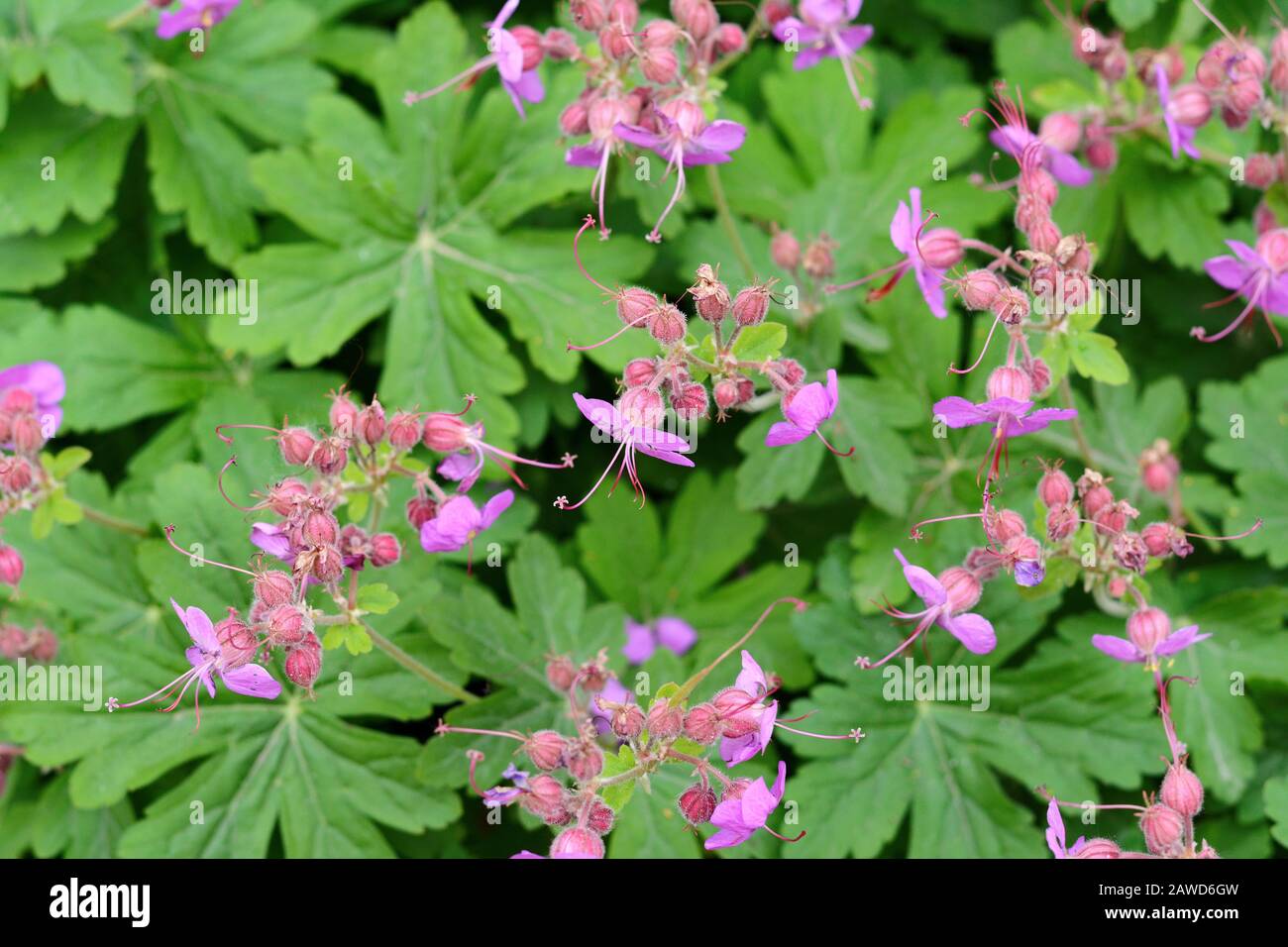 Rock Cranes-Bill, Hardy Geranium, Wild Geranium 'Czakor' (Geranium macrorrhizum) Stockfoto