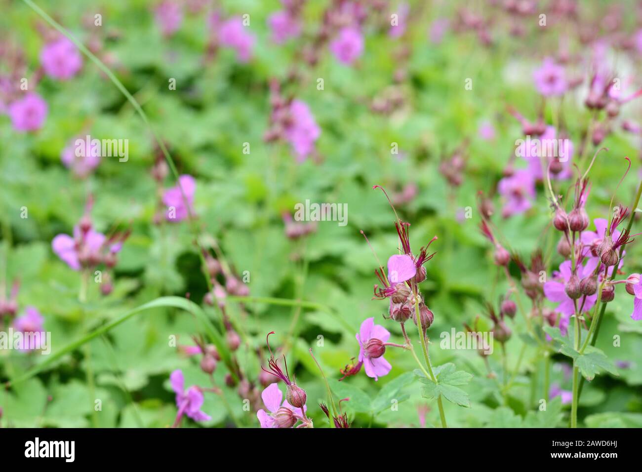 Rock Cranes-Bill, Hardy Geranium, Wild Geranium 'Czakor' (Geranium macrorrhizum) Stockfoto