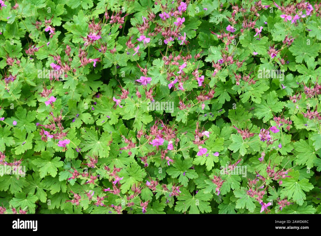 Rock Cranes-Bill, Hardy Geranium, Wild Geranium 'Czakor' (Geranium macrorrhizum) Stockfoto