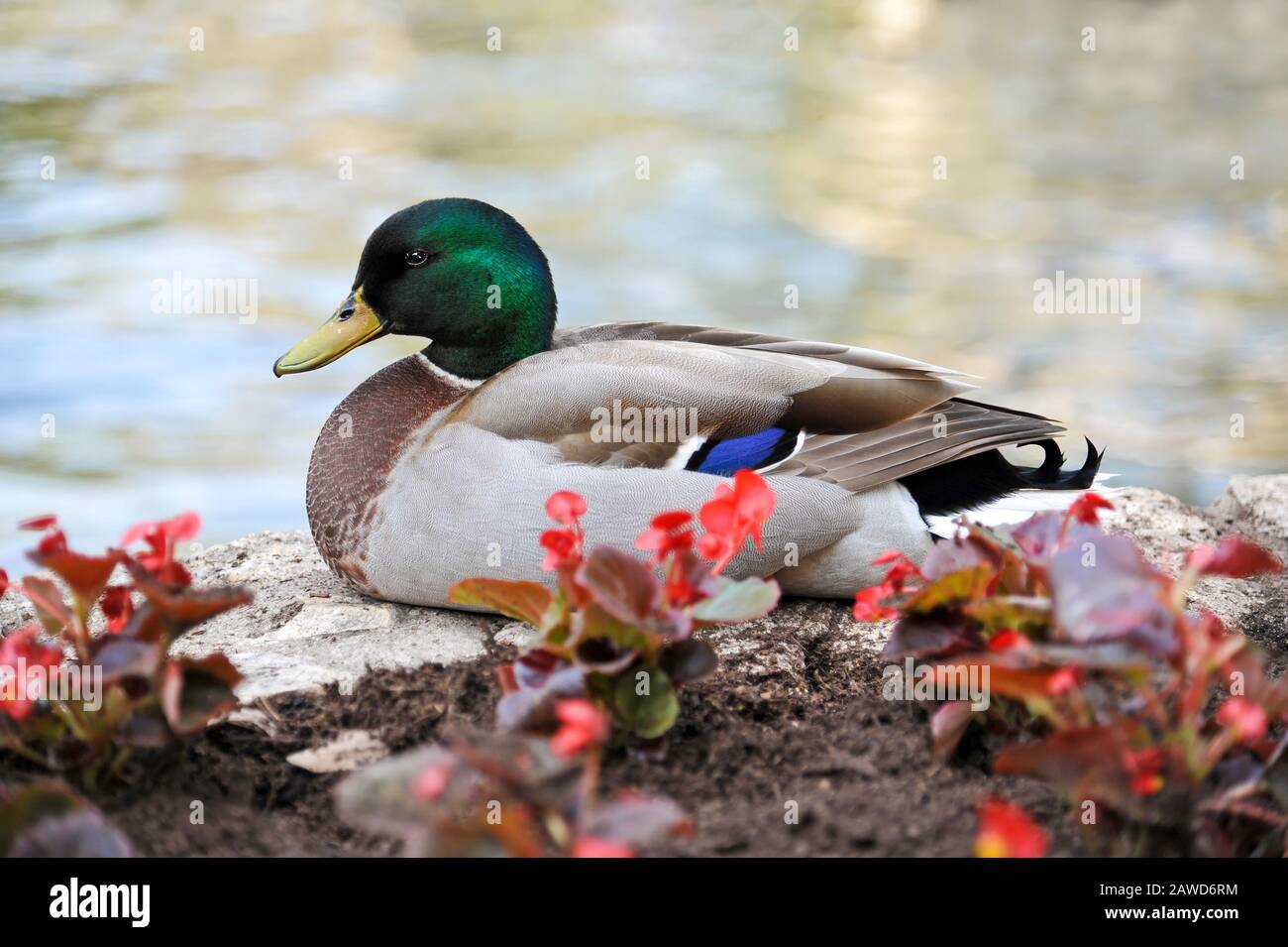 Mallard Duck steht auf der Flower Bead Wall am Fluss Stockfoto
