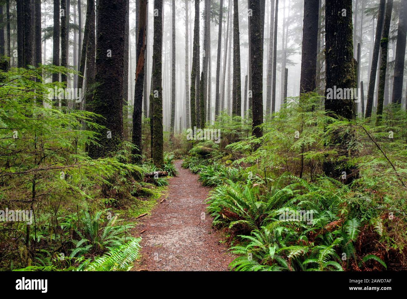 WA17407-00...WASHINGTON - Trail zum Third Beach im Olympic National Park. Stockfoto