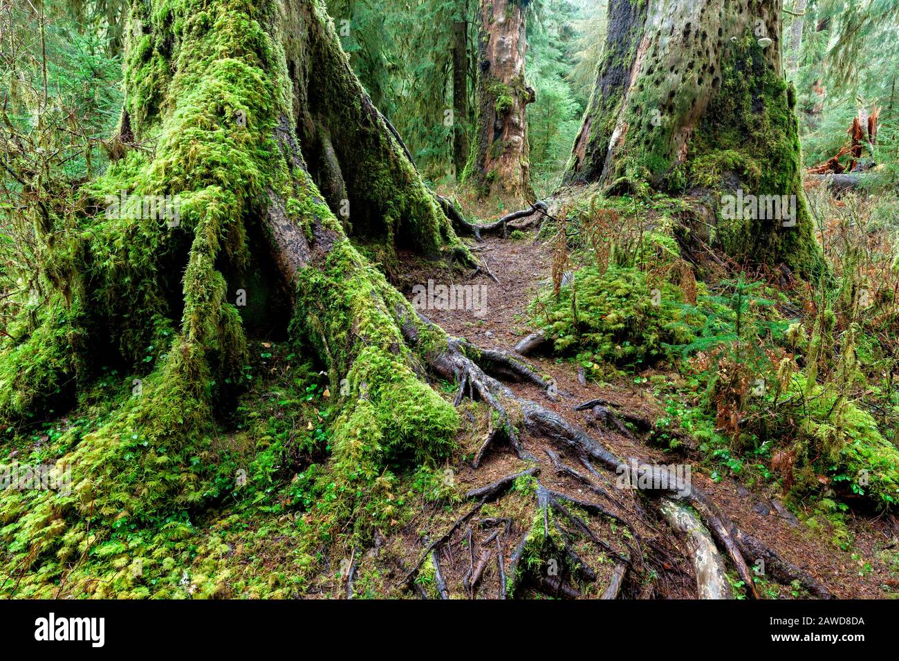 WA17412-00...WASHINGTON - Bäume entlang der Mosses-Traim-Halle im Hoh Rainforest des Olympic National Park. Stockfoto