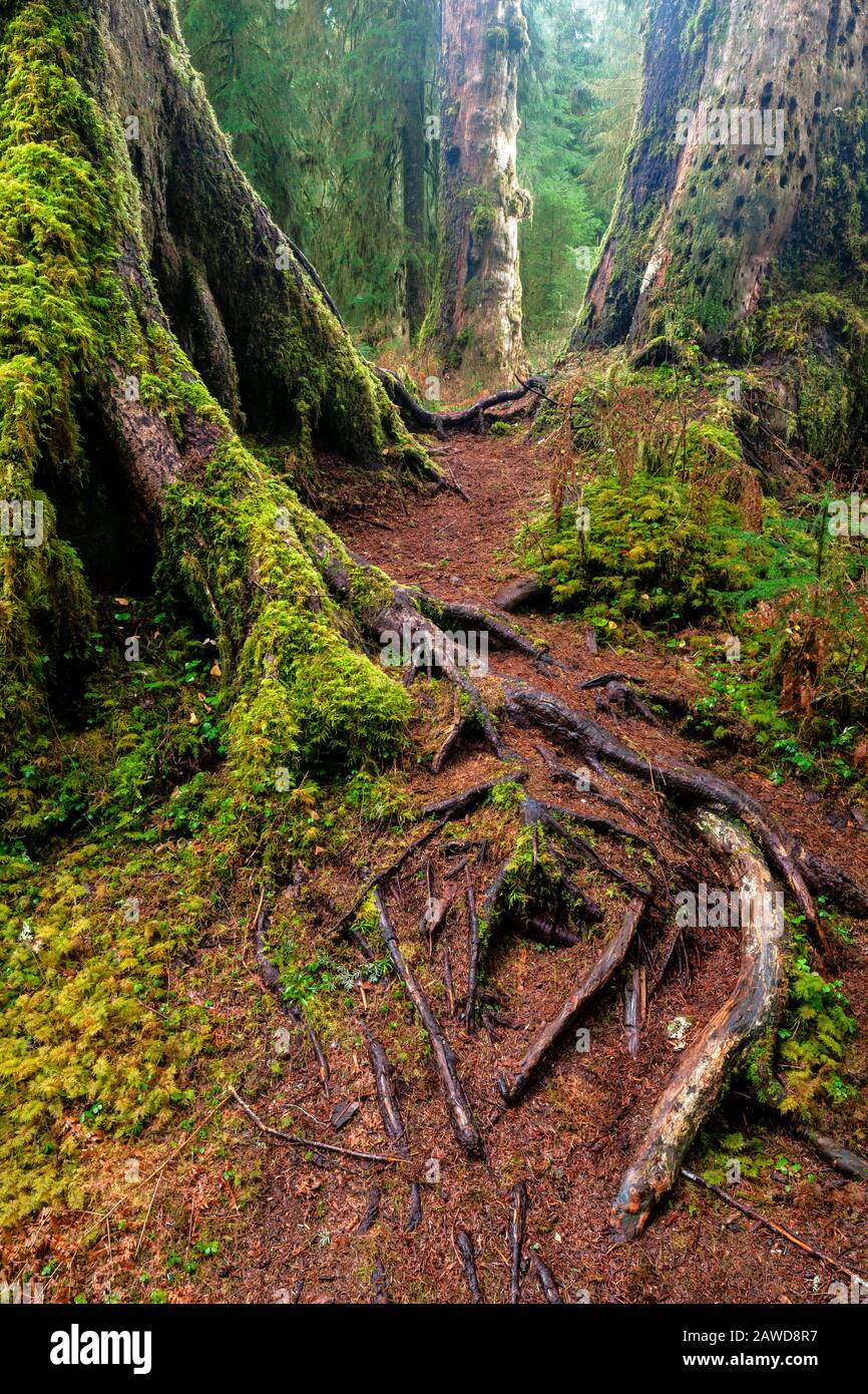 WA17413-00...WASHINGTON - Bäume entlang der Mosses-Traim-Halle im Hoh Rainforest des Olympic National Park. Stockfoto