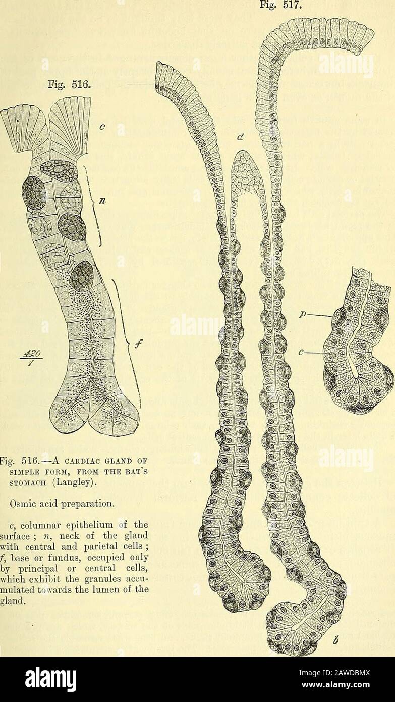 Quains Elemente der Anatomie . ?^ Aus d^vs. Säure; da sie die Zellen enthalten, die die Säure des Gastrikretekrets produzieren. CAEDIAC-DRÜSEN. 595. Abb. 516. EINE HERZDRÜSE OP EINFACHE FORM, VOM FLEDERMÄUSE MAGEN (LANGLEY). Osmsäurepräparat. C, säurehaltiges Epithel der Thesurface; 11, Hals des Glandmit Zentral- und Parietalzellen;/, Basis oder Fundus, besetzt von Haupt- oder Zentralzellen, die die Granulate aufweisen, die zum Lumen der Drüse hin akkumuliert sind. Abb. 517.-EINE HERZDRÜSE AUS DEM MAGEN der Hunde (Klein und Noble Smith).Stark vergrößert. D, Kanal oder Mund der Drüse; b, B. Stockfoto