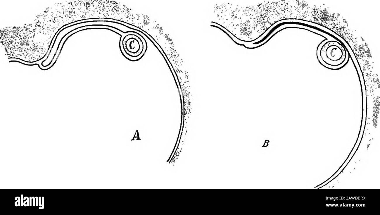 Die Entwicklung des menschlichen Körpers; ein Handbuch der menschlichen Embryologie. Esentery; wf, vermiform Anhang.-(Hertwig.) teilt die Bauchhöhle in zwei Portionen, von denen die obere(anteriore) Leber und Magen enthält, während die untere den Rest des Verdauungstraktats mit Ausnahme des Duodenums enthält. Durch das passieren von Akrossdie ventrale Oberfläche des Zwölffingerdarms und die Fixierung mit diesem zwingt das transversale Mesocolon diesen Teil der intes-Zinke gegen die dorsale Wand des Abdomens und fixiert ihn in dieser Position, und sein Mesenterium degeneriert daraufhin, 29 346 DIE ENTWICKLUNG DES MENSCHLICHEN KÖRPERS Stockfoto