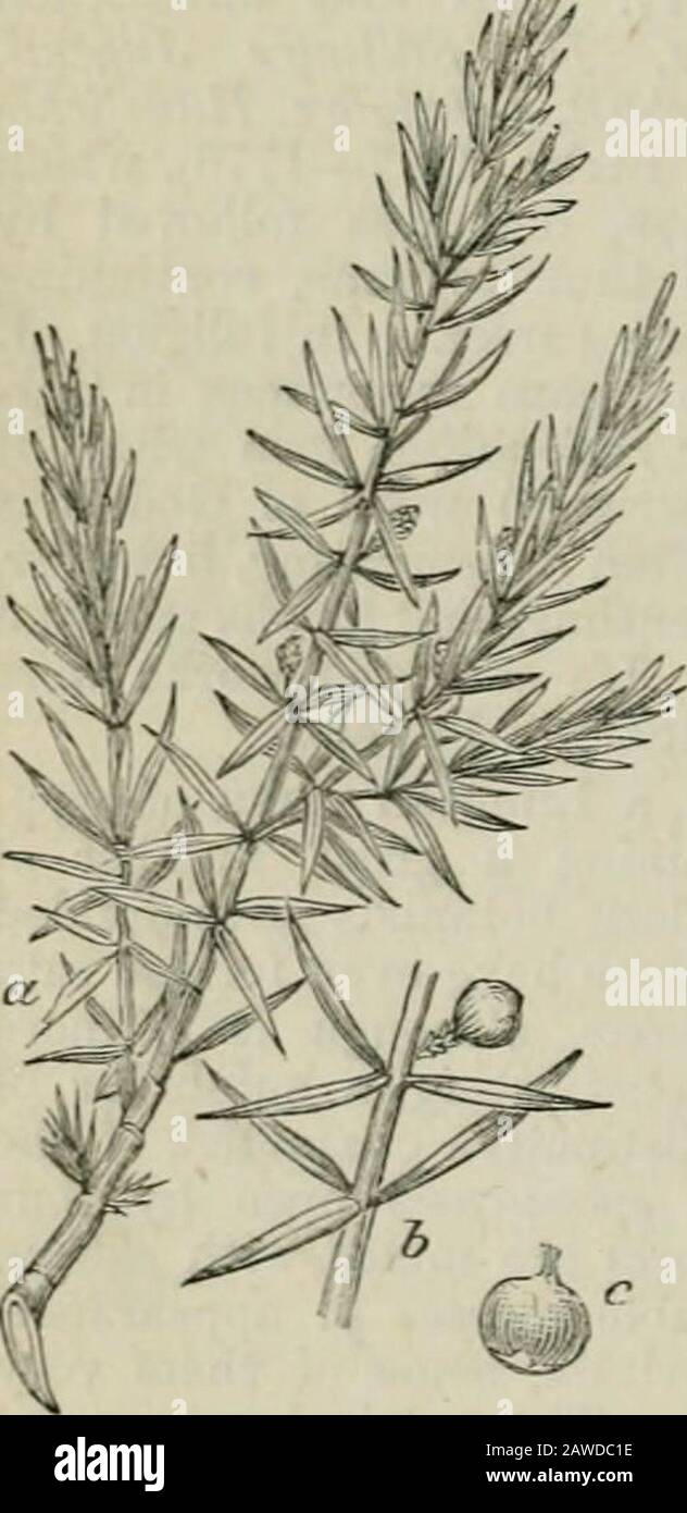 Chambers's Encyclopedia; ein Wörterbuch mit universellem Wissen. ipen; es ist rund, ofa bläulich-schwarze Farbe,?mit einer weißlichen Blüte;es ist von der Größe der asMall Currant, und wird in großer Fülle produziert. Die Littlenuts oder Steine der Frucht haben auf den Schellendrüsen, die vor allem zur Reifung bestimmt sind, in ätherisches Ölöl von J.-present auch in Dholz, insbesondere im jungen Holz. Thewood ist gelbrot, im Herzen bräunlich, hart und duftend. Wenn sie von übersichtiger Größe ist, wird sie von den Turnern SEHR GESCHÄTZT. Es wird auch zum Furnieren verwendet. Die diy-Zweige, Wurzeln und Beeren werden forfimii verwendet Stockfoto