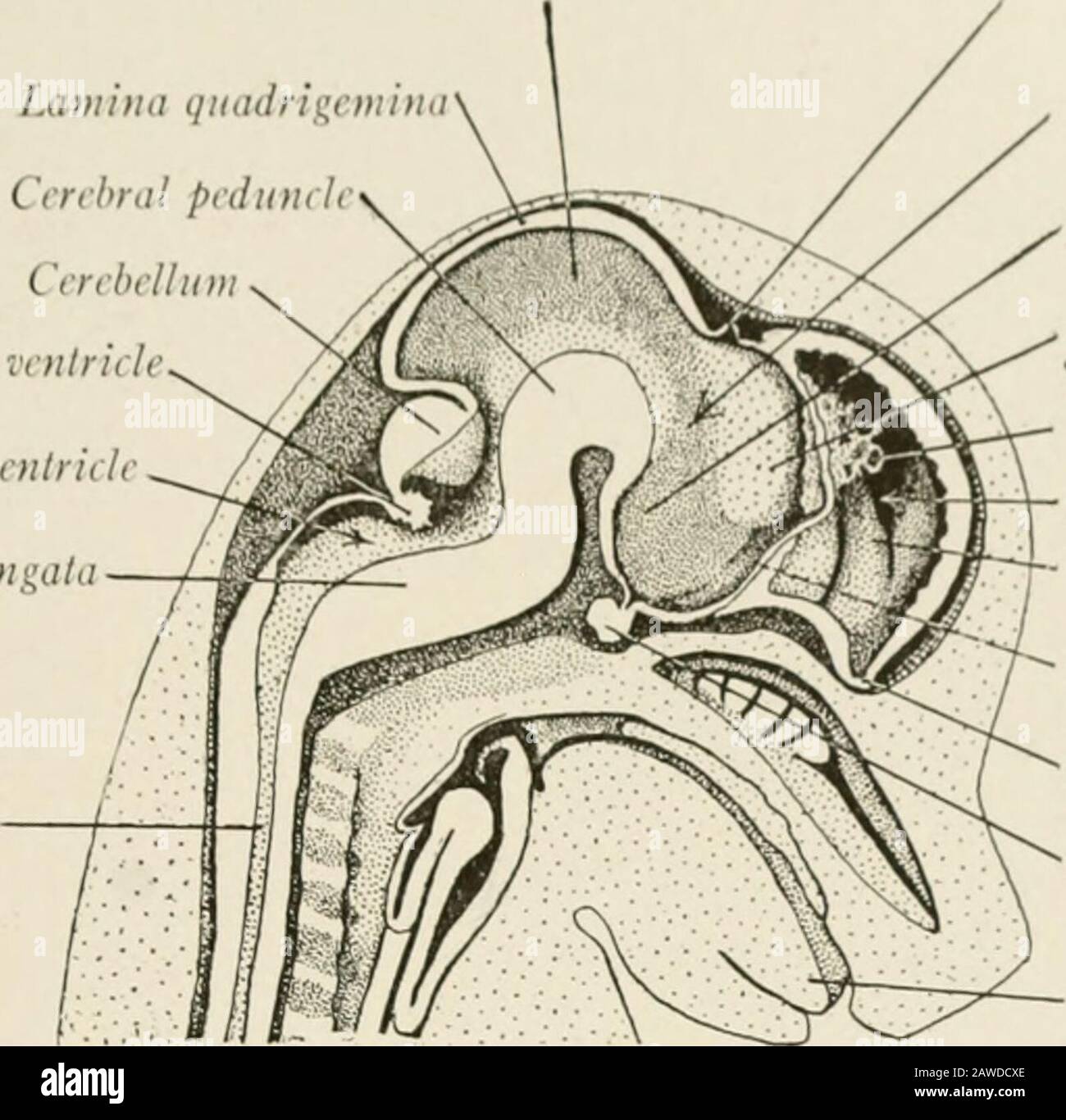 Die Anatomie des Nervensystems, vom Standpunkt der Entwicklung und Funktion. AIN DES FETALEN SCHWEINS 21. Schneiden Sie mit einem Schweinembryo von etwa 35 mm mit einem scharfen Rasiermesser von der Haut und einer kleinen Menge des darunter liegenden Gewebes auf beiden Seiten des Kopfes ab. Bei einem Carefu1 SPALTET DANN EIN LABORUMRISS DES NIV-Schlaganfalls DIE Probe in der Medianebene in Längsrichtung. I HIS bietet zwei Präparationen für die Dissektion, die verwendet werden sollten l&gt;V zwei Studenten. (ERT orales Aquädukt Lamina quadragetninaCerebral pedunchCerebelluChorioid Plexus des vierten ventru lntriile Hypothalamus Thalamus Chorioid Stockfoto