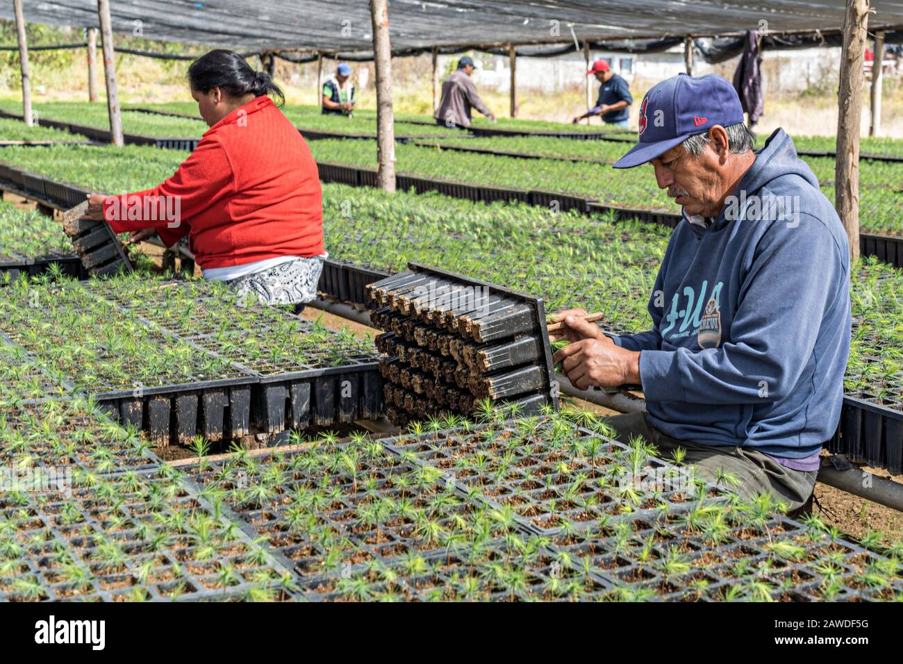 Arbeiter neigen dazu, Tannenbaumsprosse bei einem Wiederaufforstung Projekt außerhalb des Biosphärenreservats Sierra Chincua 20. Januar 2020 in Angangueo, Michoacan, Mexiko zu aujameln. Millionen von wandernden Monarch-Schmetterlingen verlassen sich bei der Überwinterung auf die massiven Tannen, die durch illegalen Holzeinschlag in den mittelmexikanischen Bergen gefällt wurden. Stockfoto