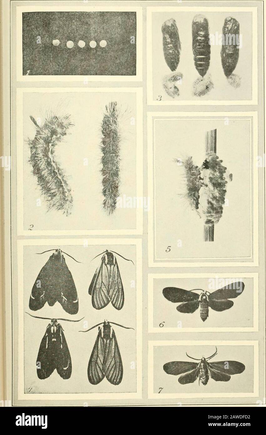 Journal of Entomology and Zoology. Tructive to the Host than is the Brown Ctenucha. 244 JOURNAL, DER ENTOMOLOGIE UND ZOOLOGIE ABB. 1-Ctenucha-Hrunnea-Dehnung. Eier in charakteristischer Reihe gelegt. Zweimal vergrößert. (Original) Abb. 2-Ctenucha-Hrunnea-Dehnung. Laterale und dorsale Aspekte der Larve. Zweimal Vergrößert. (Original) Abb. 3-Ctenucha-Hrunnea-Dehnung. Pupa: Mit ausgegossenen Larvenhäuten, die noch an den hinteren Enden haften. Fast zweimal vergrößert. (Original.)Abb. -1-Ctenucha-Hrunnea-Stretch. Dorsale und ventrale Aspekte der Erwachsenen. Weibchen oben, Männchen unten. Fast zweimal vergrößert. (Original)Abb. Stockfoto