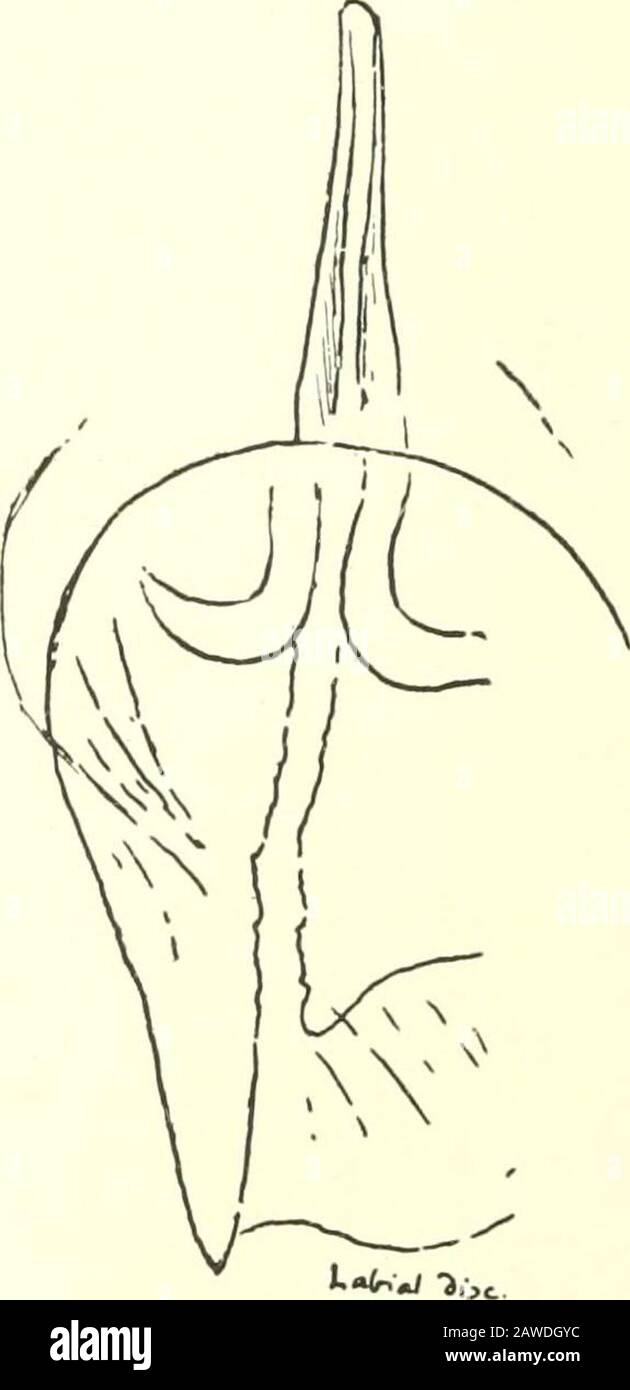 Journal of Entomology and Zoology. Länge ca. 27 mm; weiß, mit hellem Scheitel, LikeT. Carpenter! Markiert; aber Tentakel blass gelblicher olivaceous, überhaupt nicht rot;Anhängsel frontalen Randes (sechs auf jeder Seite, ein oder mehrere Veryklen), klein, die größeren tuberkulieren und alle ganz weiß;kleine Tuberkel am Körper sehr helles Melion, Aber sie sind meresubpyramidale Eminenzen, keine länglichen Strukturen wie bei Carpenteri.Branchiae sehr leicht mit roter, Schwanzrotspitze markiert. (Beschreibung des lebenden Exemplars.) JOUENAL DER ENTOMOLOGIE UND ZOOLOGIE 229 Die Besonderheit der Art ist bestätigt Stockfoto