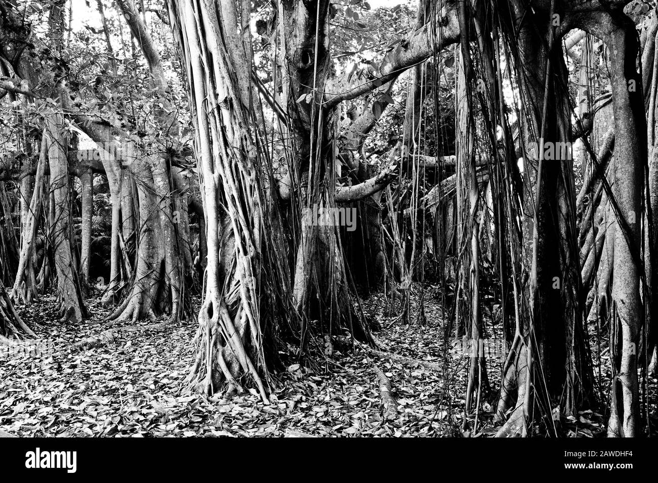 Großes Banyan Tree Grove in Schwarzweiß Stockfoto