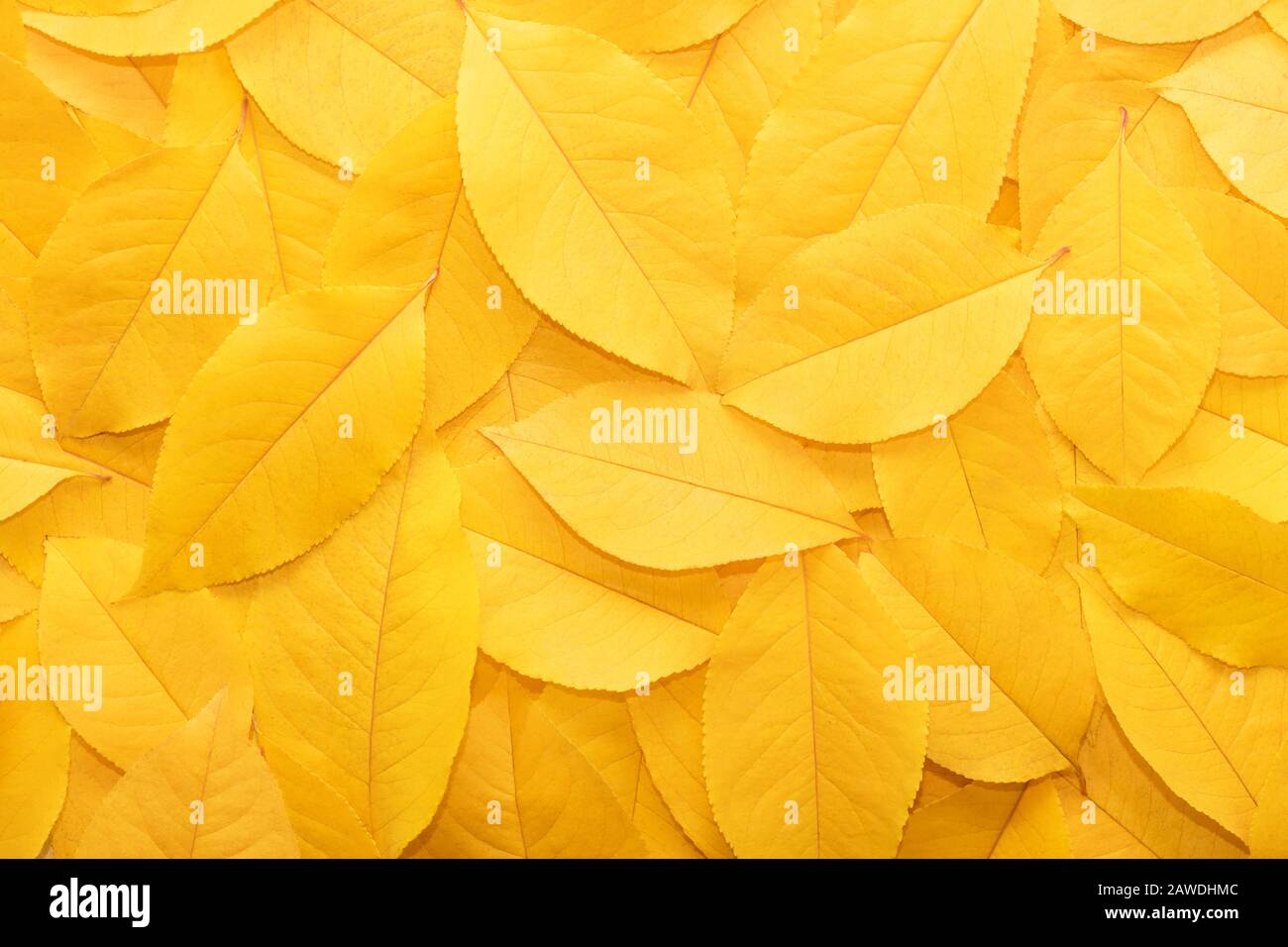 Hintergrund aus dem Herbst fallen Blätter aus der Nähe. Die Textur des gelben Laubs. Stockfoto