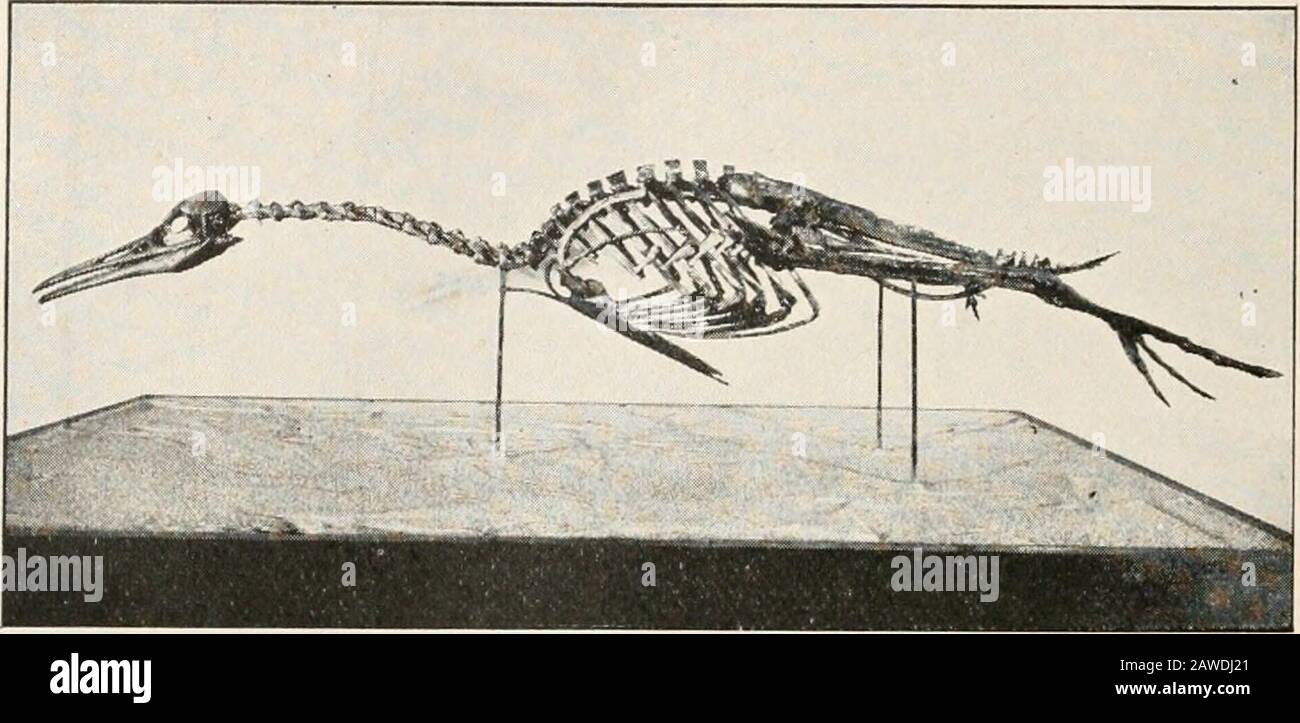 Zöologie; ein Lehrbuch für Hochschulen und Universitäten . ich bin am. Me. Natürlich l/it/nryFIG. 28. Skelett von Brontosaurus, mit menschlichem Skelett zum Vergleich. Muss sich sehr von dem des Erdmesozoikums unterschieden haben. In der Kreidezeit, den Pflanzen und den meisten Wirbellosen, könnten wir sie heute leben sehen, würden 154 ZOOLOGIE Das Zeitalter der Säugetiere sein. Foto von am Me. Natural HistoryFIG. 2. F. Skelett von II •sp.-rornis, einem mesozoischen Vogel. Sehen Sie vertraut aus; aber das Wirbeltierleben würde ganz seltsam erscheinen. 10. Der Kreidezeit folgend ist das Cenozoikum, das moreoft Tertiär genannt wird, - - das Alter der Säugetiere Stockfoto