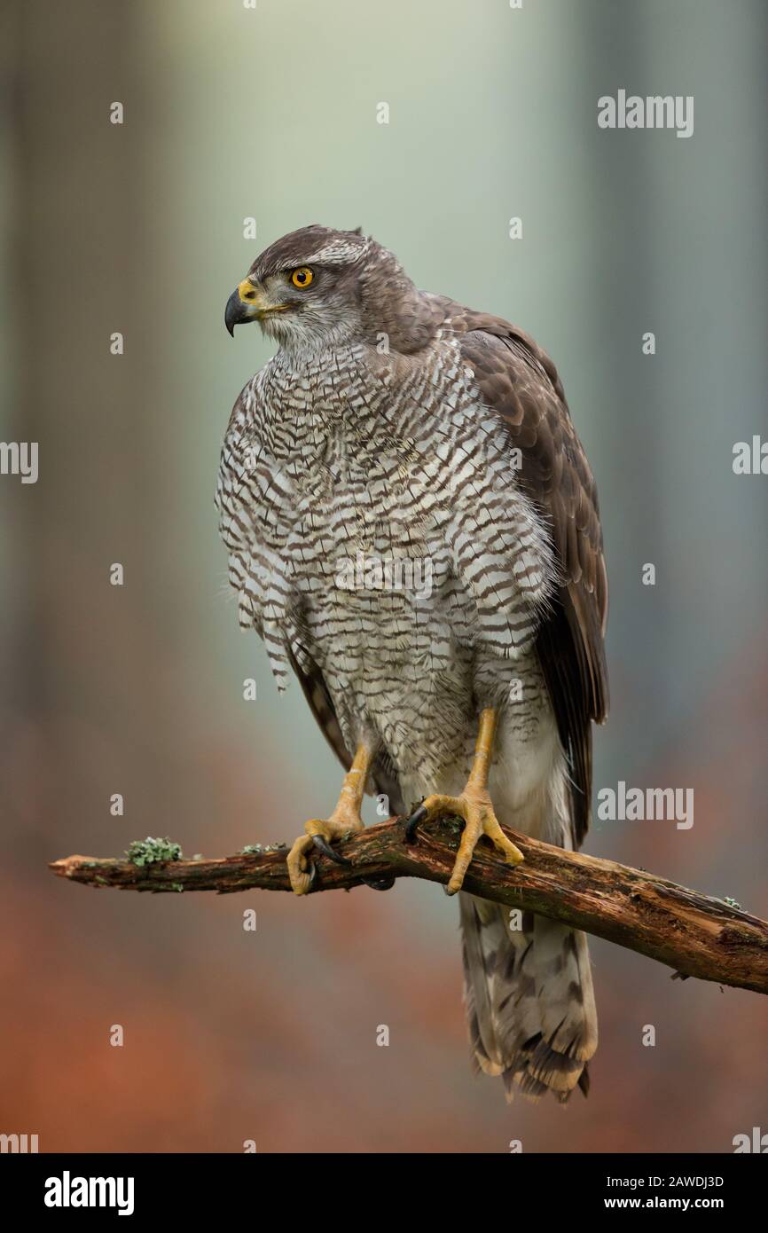 Der Nordgoshawk (Accipiter gentilis) ist ein mittelgroßer Vergewaltiger in der Familie Accipitridae, zu dem auch ein anderer extrabanter taglicher Vergewaltiger gehört Stockfoto