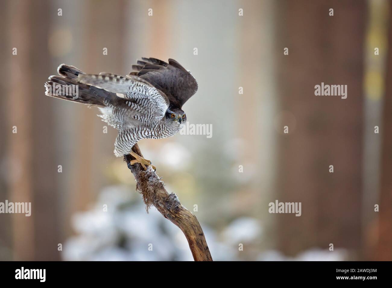 Der Nordgoshawk (Accipiter gentilis) ist ein mittelgroßer Vergewaltiger in der Familie Accipitridae, zu dem auch ein anderer extrabanter taglicher Vergewaltiger gehört Stockfoto