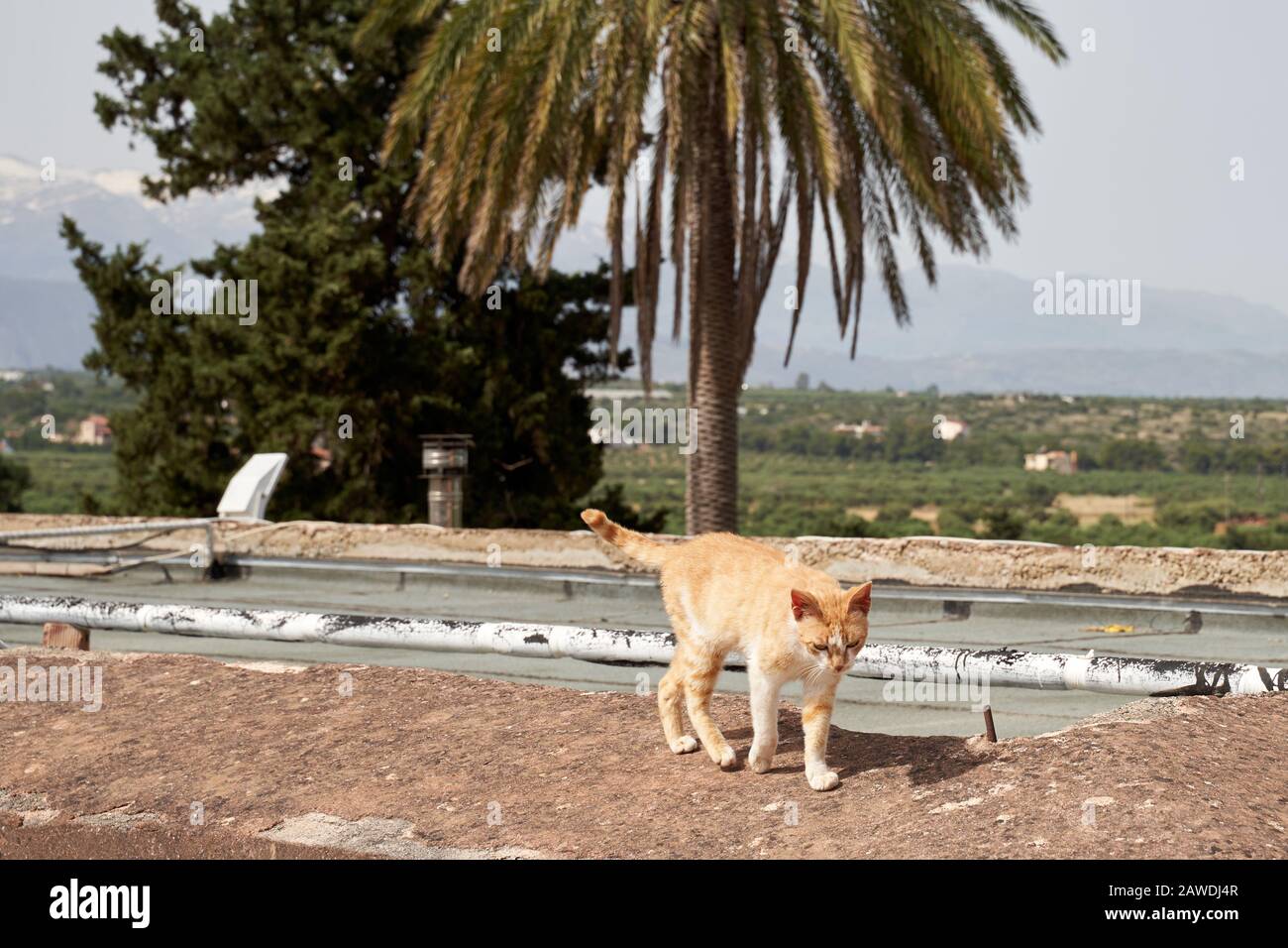 Kloster Agia Triad auf Crete in Griechenland. Schöne Terrasse im Sommer Stockfoto