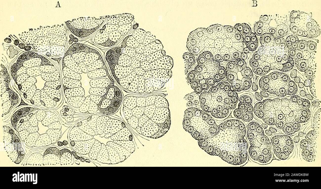 Quains Elemente der Anatomie . 380 DIE SPEICHELDRÜSEN. Neben den dortigen Schleimzellen trifft man Avith in den meisten Alveolen der thes9Drüsen, Zellen anderer Prägung, die aus ihrer Position möglicherweise marginale Zellen benamen. In einigen Schleimdrüsen, z. B. der Untermaxilläre der Katze, bilden sie neben der Basementmembran eine fast vollständige äußere Schicht und umschließen die Schleimzellen, treten aber bei den Hunden submaxillarygland nur in kleinen, zwischen der Untergrundmembran und den Schleimzellen abgeflachten Semilunermassen (Lunulae von Gianuzzi)auf (Abb. 505, A; Abb. 507, s). Diese Randzellen sind klein und Stockfoto