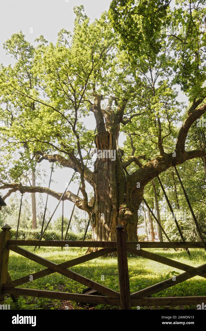 Naturdenkmal - über 1000 Jahre alt, die älteste Eiche in Polen. Bartek Genannt. Stockfoto